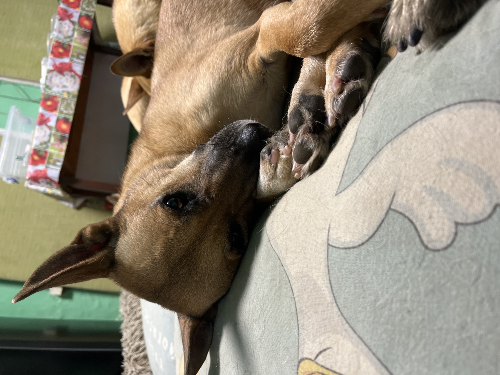 A close-up, eye-level shot captures a tan-colored dog resting on a patterned surface, likely a bed or blanket. The dog's head is turned towards the left, with its eyes partially closed and its nose resting on its paws. Another dog, also tan, is partially visible behind the first. The background includes a table covered with a patterned tablecloth and a green wall. There is no indication of the location being Nizhny Tagil, Russia.