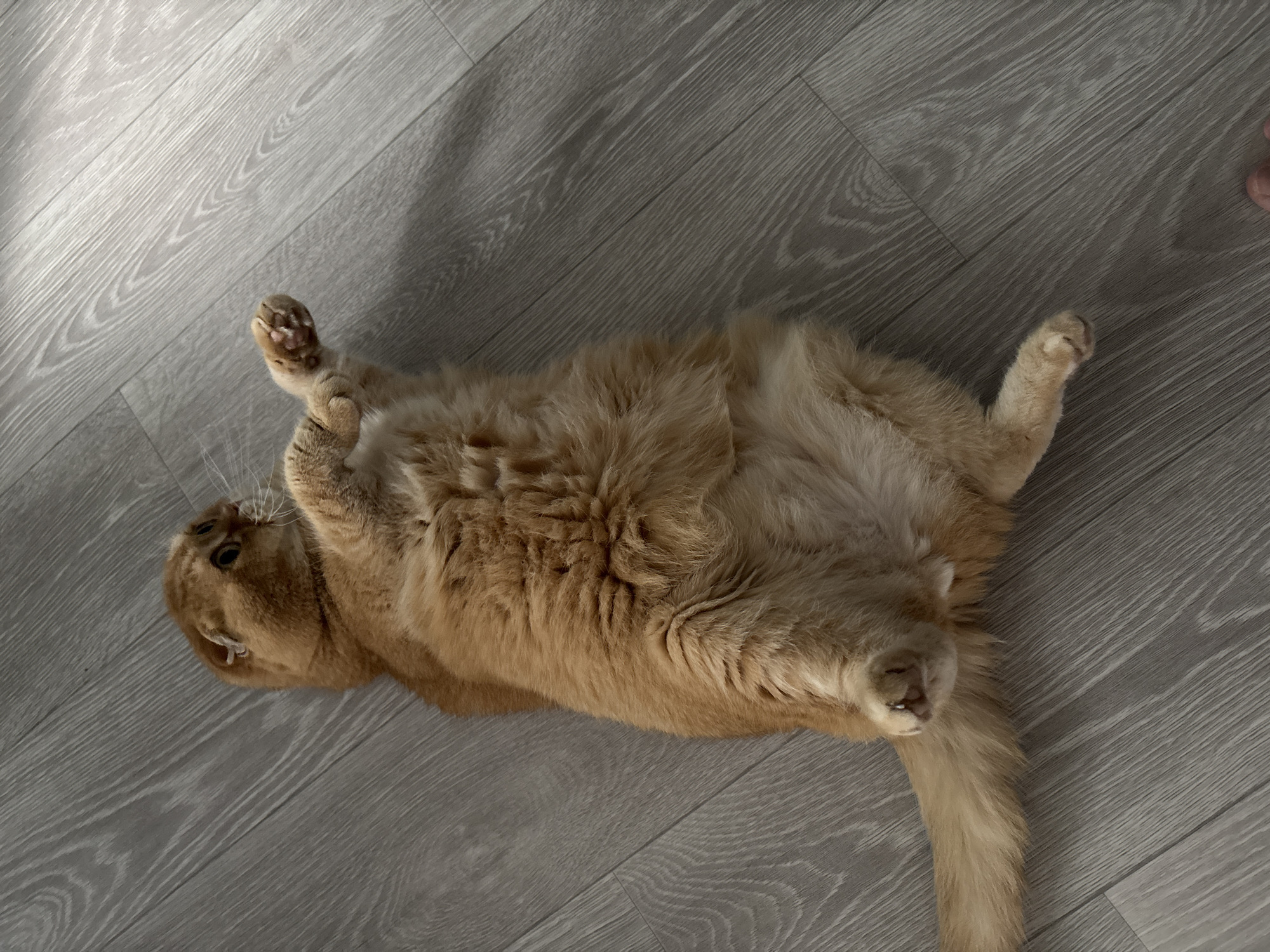 The image shows a ginger cat lying on its back on a wooden floor. The cat appears relaxed, with its paws in the air. The floor is light gray with a wood grain pattern. Sunlight is casting a shadow across the floor, suggesting it is daytime. The cat's fur is fluffy and appears to be soft. The overall scene is peaceful and domestic, with no other objects or people visible in the frame.