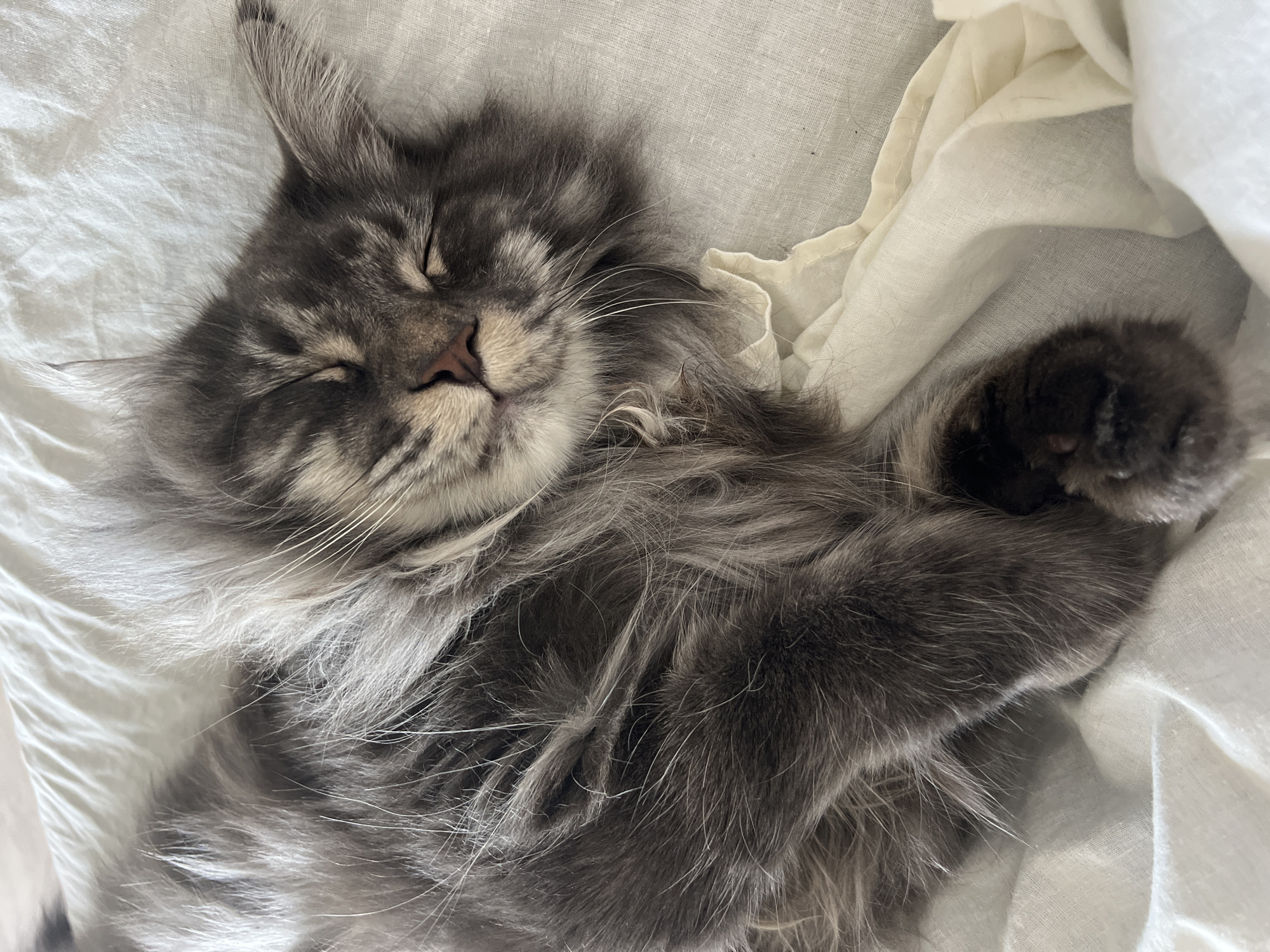 A gray, long-haired cat is sleeping on a white, rumpled fabric surface. The cat is lying on its back, with one paw raised in the air. Its eyes are closed and its face is relaxed. The location is not possible to infer from the context of the image.