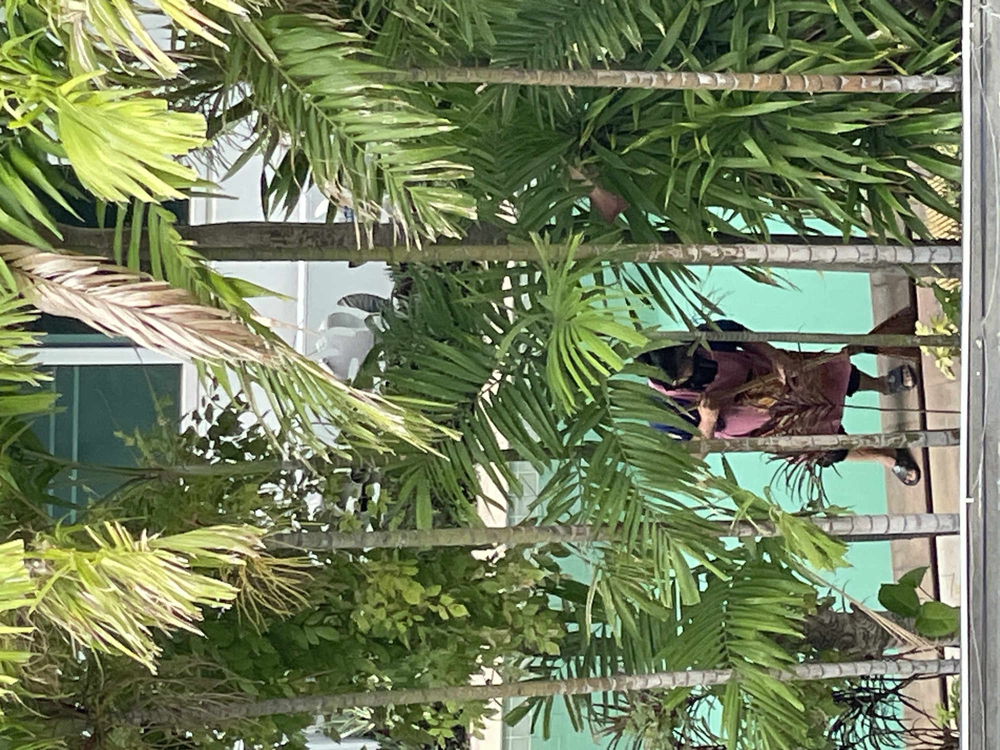 In Pattaya City, Thailand, a person is visible behind palm trees, tending to a swimming pool area. The person, wearing a pink apron over dark clothing and black sandals, appears to be sweeping or cleaning. The background consists of a turquoise swimming pool, a building, and lush greenery from palm trees and other plants. The scene is captured from a slightly elevated perspective, looking through the foliage.
