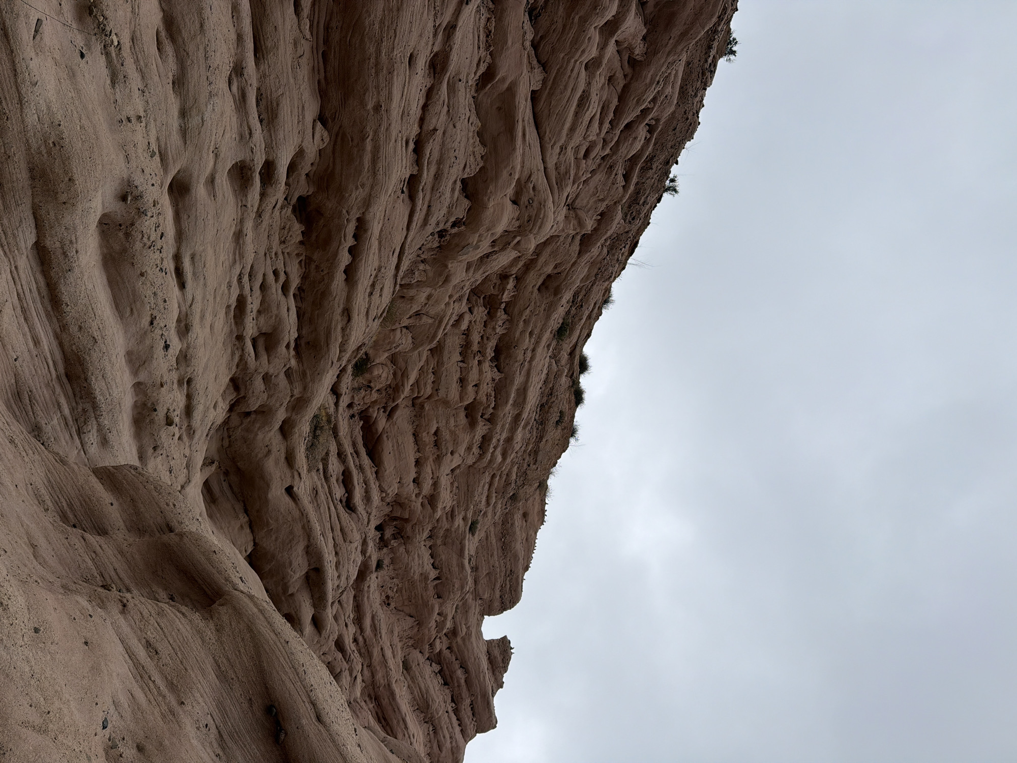 The image is a close-up, low-angle shot of a large, eroded sandstone cliff face, likely in Lake Forest, USA. The cliff dominates the left two-thirds of the frame, its surface textured with vertical striations, hollows, and small caves, evidence of wind and water erosion. The rock is a warm, sandy brown, with darker flecks of sediment visible. Sparse, green vegetation clings to the upper edges of the cliff.
The right third of the image is filled with an overcast, pale gray sky. The clouds are dense and uniform, suggesting a day with diffused light, possibly morning or late afternoon, or a cloudy day. There are no people or objects visible in the scene, and no activity is taking place. The overall mood is one of natural grandeur and geological time, with a sense of quiet solitude. The image's orientation is slightly tilted, as if the viewer is looking up at the imposing cliff from below. No text is visible.