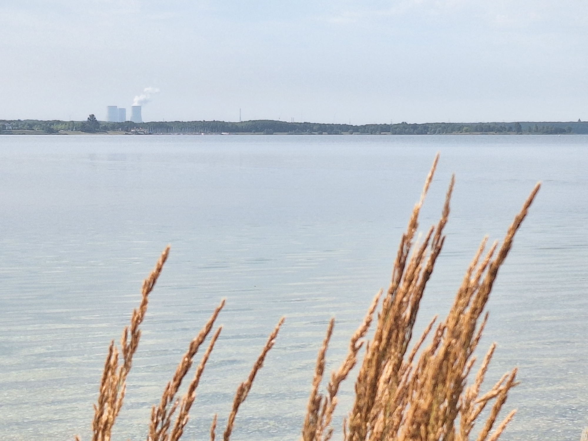 The image shows a wide shot of a body of water, possibly a lake, with a hazy skyline in the distance. In the background, three distinct cooling towers of a power plant are visible, emitting plumes of white vapor into the sky. The cooling towers are silhouetted against a pale sky and are situated behind a line of trees that stretches across the horizon. The foreground is dominated by dried grass stalks, out of focus, with their brown and golden hues creating a textural contrast with the smooth water. The water itself appears calm, reflecting the muted colors of the sky and the distant landscape. The overall impression is one of a serene, somewhat industrial landscape viewed from across a body of water. The power plant is likely the Lippendorf Power Station, located south of Leipzig.