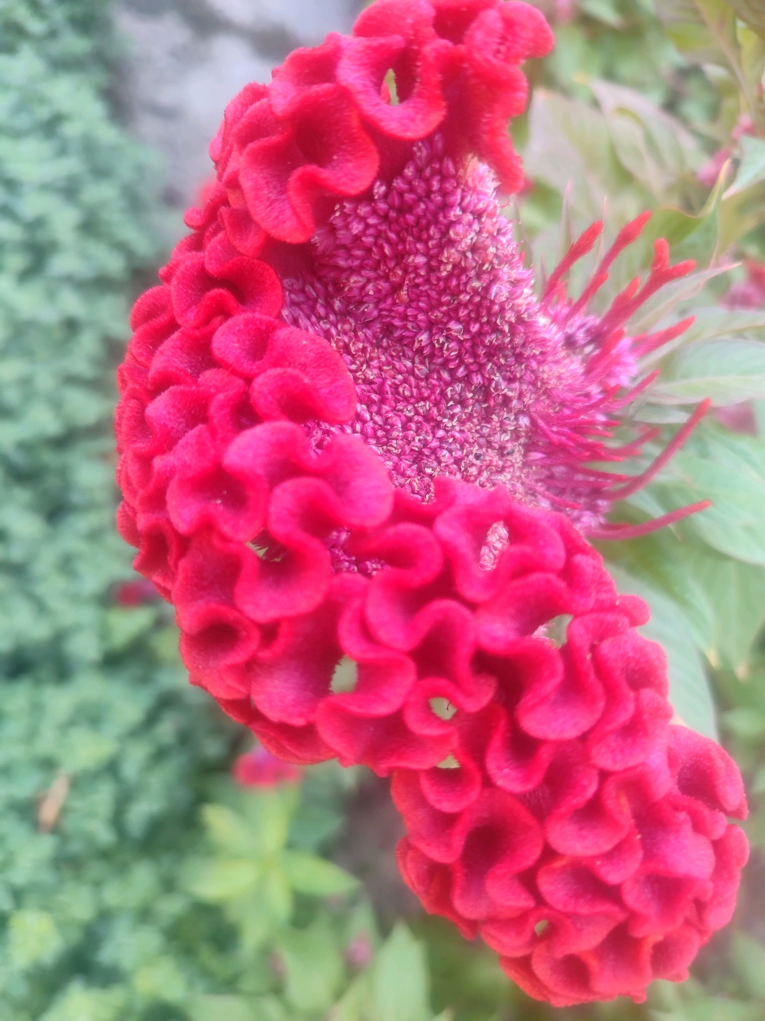 A close-up, eye-level, outdoor shot focuses on a vibrant, red cockscomb flower. The flower, with its distinctive ruffled texture, dominates the frame, positioned slightly off-center to the right. The background is softly blurred, with lush green foliage creating a natural, garden-like setting. The scene appears to be in a garden in Tashkent, Uzbekistan. No people or specific actions are visible, the image capturing a moment of natural beauty.