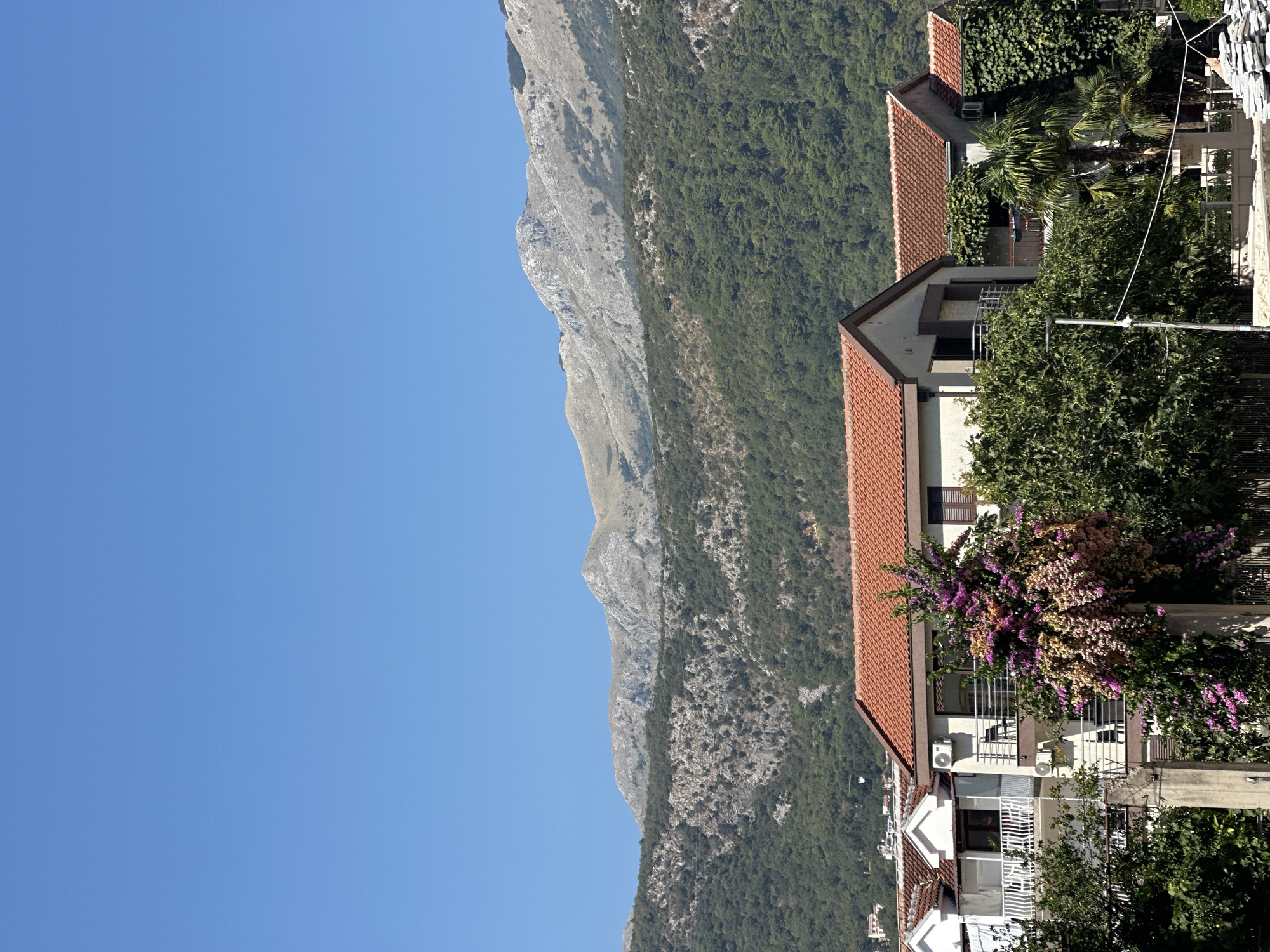 The image depicts a sunny day in Budva, Montenegro, with a clear blue sky dominating the upper half. Below the sky, a range of mountains with rocky, sparsely vegetated slopes rises, transitioning into denser green forests lower down. In the foreground, several buildings with terracotta tiled roofs are visible. The closest building, on the right, is a modern structure with a gray facade, featuring balconies with black railings and one balcony covered in lush green ivy. Another building to its left has a similar red roof and a white facade with multiple windows and balconies, some adorned with white railings. A large flowering bush with vibrant pink and purple blooms is prominently positioned in front of one of these buildings, adding a splash of color to the scene. Trees and greenery surround the buildings, suggesting a well-maintained residential area. The overall impression is one of a peaceful, sunny environment nestled between mountains and urban structures.