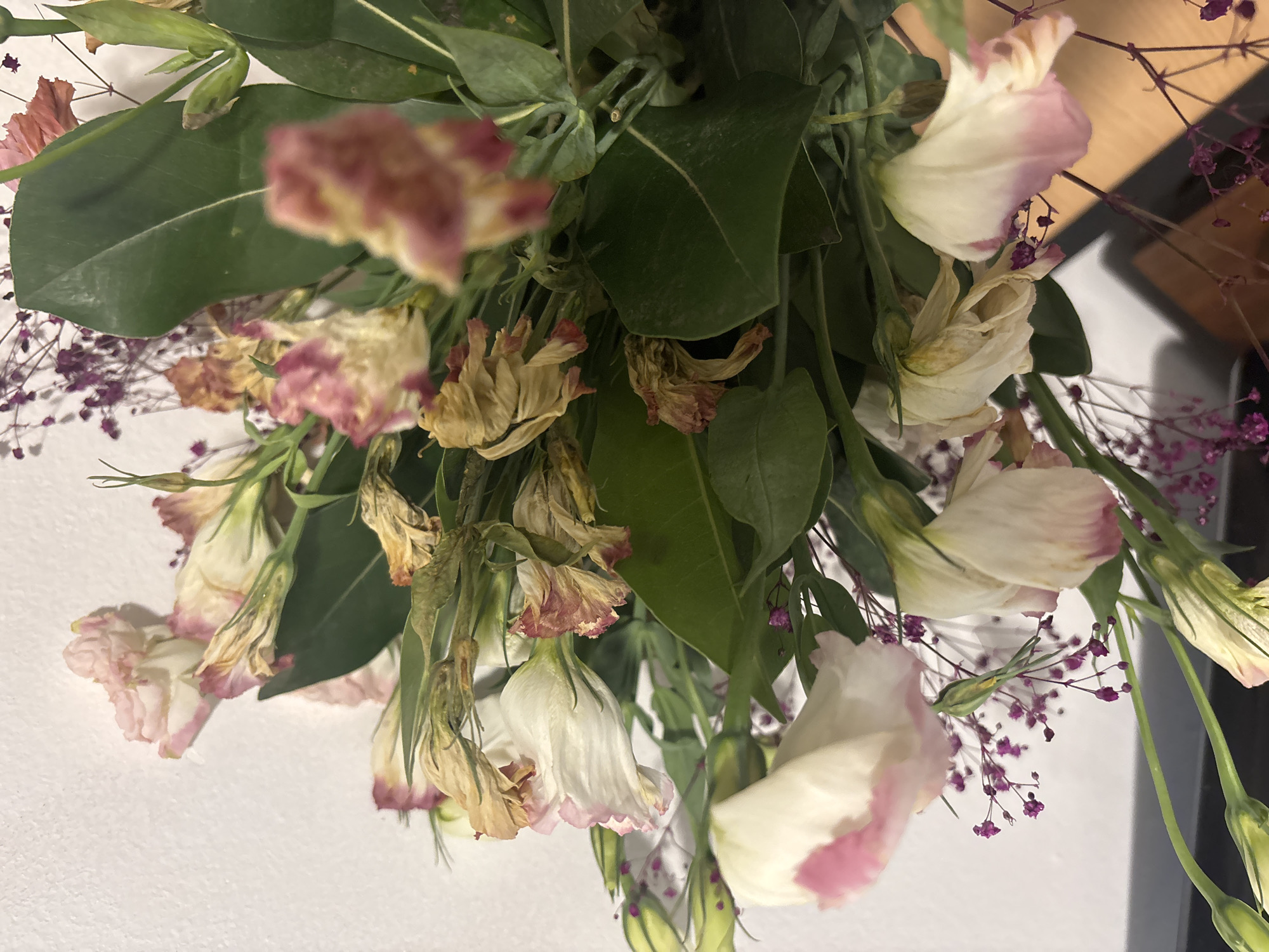 This close-up image, taken indoors in Buenos Aires, Argentina, captures a floral bouquet featuring Lisianthus flowers (Eustoma grandiflorum) and delicate purple filler flowers. The Lisianthus flowers display white petals with prominent pink edges, and are presented in varying states of preservation. Some blooms appear relatively fresh and open, while many others are significantly wilted, with their petals shriveled, dried, and discolored to a yellowish-brown.
Dark green foliage is interspersed throughout the arrangement, providing a lush background to the flowers. Small, intricate purple flowers, possibly dried statice or baby's breath, add a contrasting texture and color. The bouquet is primarily set against a plain white background, likely a wall, with glimpses of a wooden surface and darker elements visible towards the right side of the frame in the original, uncropped image. The photograph is rotated 90 degrees clockwise, giving the impression of the flowers hanging downwards. No activity is depicted, and no text is visible.