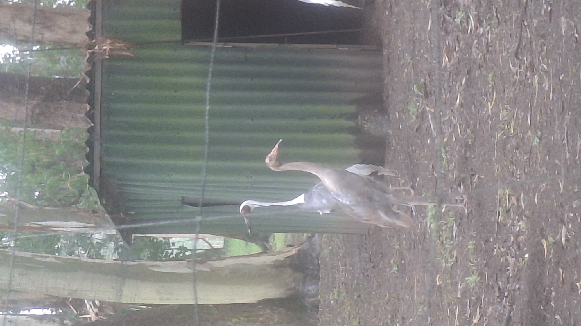 The image depicts an outdoor enclosure with two cranes in the foreground. The cranes are large birds with long necks and legs. One crane is in profile, facing left, with a white neck and head with a red patch around its eye, and a gray body. The other crane is facing right, with a light brown body and neck, and a dark beak. Both cranes have long, slender legs.
Behind the cranes, there is a green corrugated metal structure, possibly a shed or enclosure. Trees with thick trunks are visible in the background, and the ground is covered in dirt and leaves. A wire fence runs across the middle of the image, obscuring parts of the scene. The overall impression is of a somewhat muted and possibly overcast environment. The location is identified as Shekvetili, Georgia, which suggests this may be a bird sanctuary or zoo.