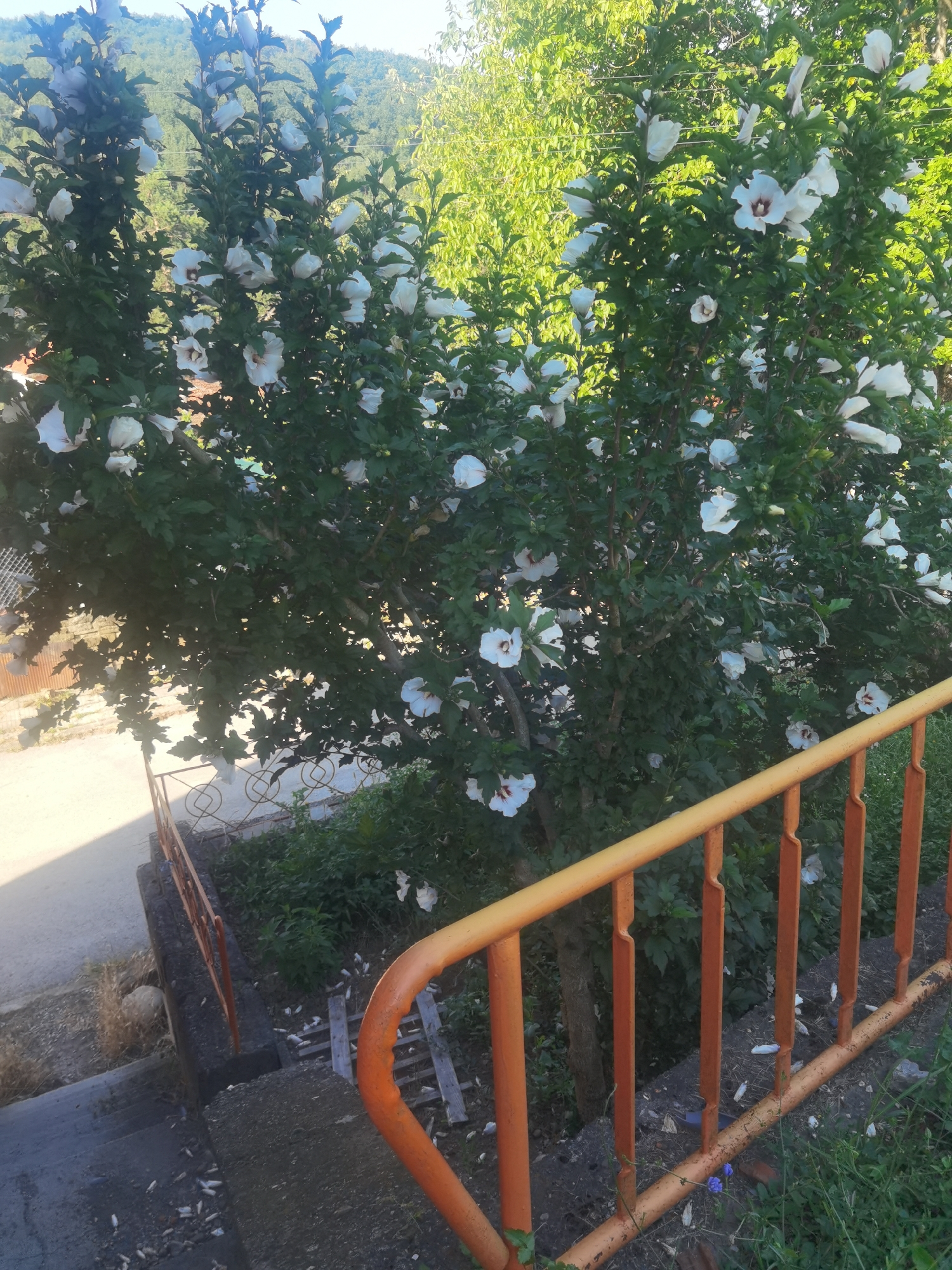 The image shows a white hibiscus bush with many flowers in bloom, situated in the city of Lomets, Bulgaria. The bush is lush and green, with white flowers featuring dark centers. In the foreground, there is an orange railing along a set of stairs. Behind the hibiscus, a hillside covered with trees and vegetation is visible. The scene appears to be in a residential or semi-rural area.