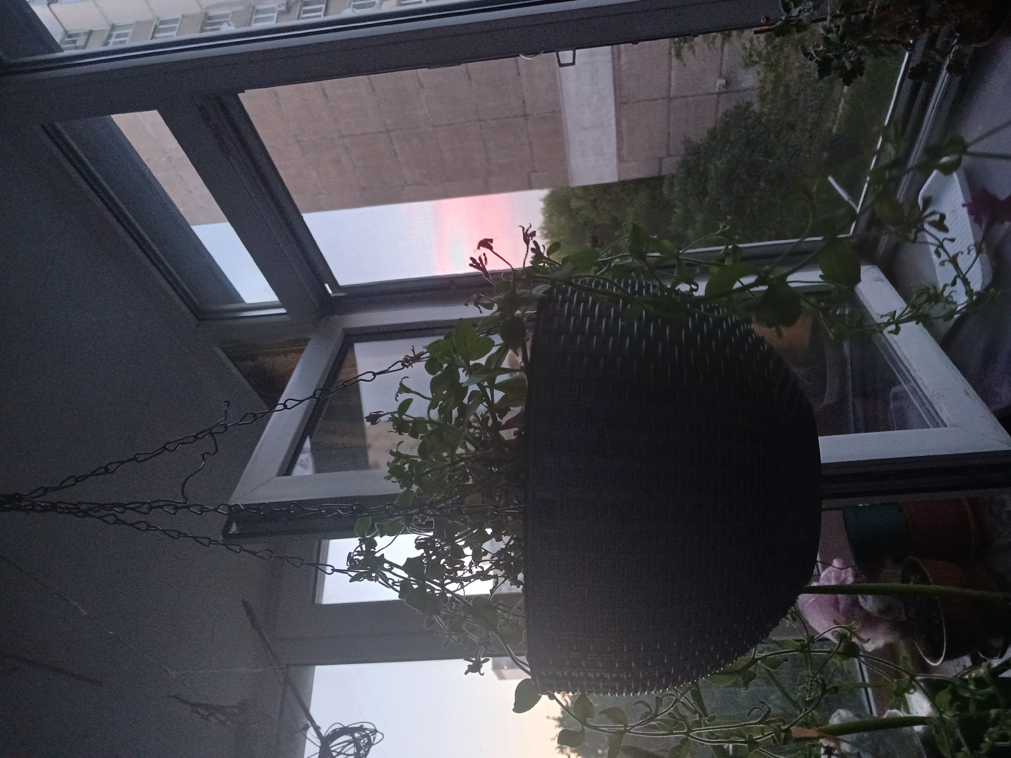The image depicts a view from a balcony or window overlooking an urban landscape in Kyiv, Ukraine, likely during sunset given the pink hues in the sky. In the foreground, a dark, woven hanging planter with green foliage is suspended by a metal chain, obscuring a significant portion of the view. Below the hanging planter, on the windowsill, several potted plants are visible, some appearing to be in brown or terracotta pots, with one pot being green.
The window frame is white and appears to be a modern sliding or casement window. Through the window, two tall, multi-story residential buildings are visible. The building directly behind the plants has a muted beige facade with horizontal white bands. Further in the distance, a taller building with a lighter facade and numerous windows can be seen. The sky shows a gradient of colors, with light blue at the top transitioning to soft pink and orange near the horizon, indicating dusk. Trees with dense green foliage are visible between the buildings, suggesting a park or residential area with greenery. The overall impression is a typical urban residential setting in Kyiv, with the plants on the balcony adding a touch of domesticity to the scene.