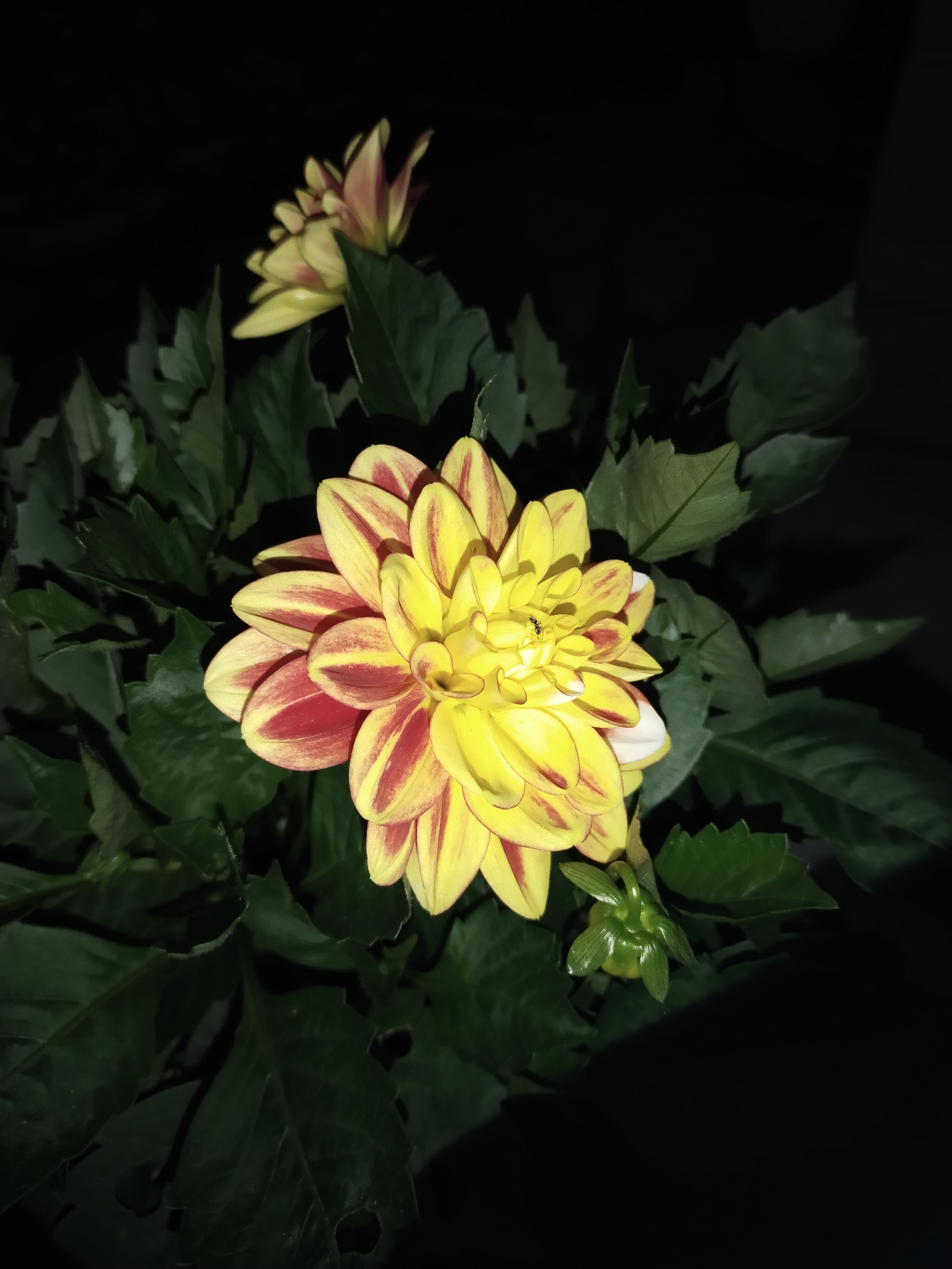 A close-up, dimly lit photograph captures a vibrant yellow and red dahlia flower with dark green foliage. The flower is the central subject, its petals radiating outwards, exhibiting a striking bicolor pattern of yellow with deep red stripes. A tiny insect, possibly a fly, is visible on the central petals of the dahlia. To the left and slightly behind the main bloom, another dahlia flower, partially bloomed and out of focus, is present. Below and to the right of the main flower, a small, green, unopened bud with pointed sepals is visible. The background is predominantly dark, suggesting a nighttime or indoor setting, with the limited lighting highlighting the texture and colors of the flora. The image does not provide any visual cues to indicate its location within the city of Horishni Plavni, Ukraine.