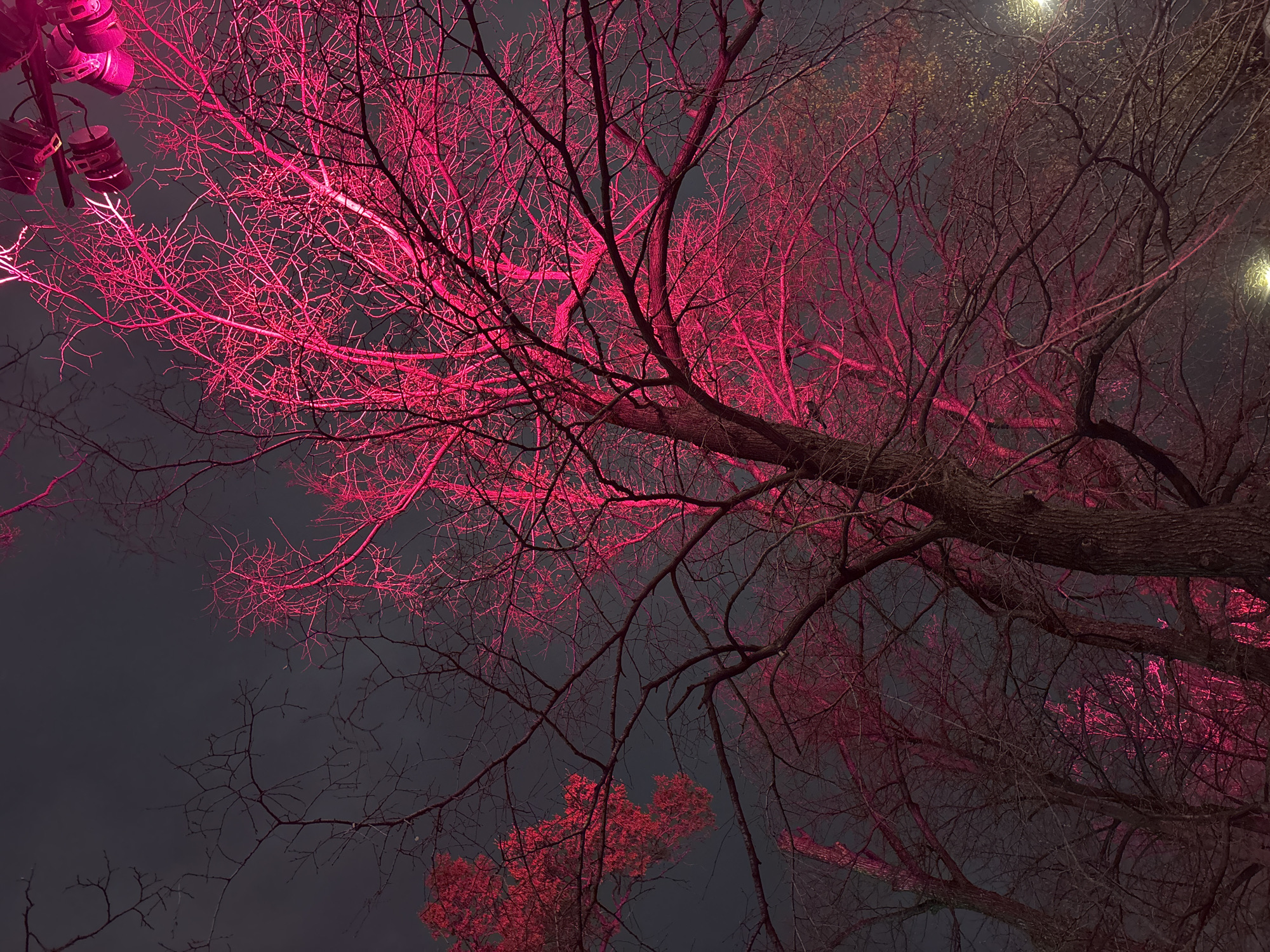 The image presents a striking nighttime scene, looking upwards into the bare canopy of trees illuminated by artificial light. A dominant vibrant pink or magenta hue bathes a large portion of the tree branches, creating a dramatic and somewhat surreal effect.
The main subjects are the intricate network of tree branches, largely devoid of leaves, which form detailed silhouettes and patterns against the dark, featureless night sky. In the upper left quadrant, several light fixtures, resembling spotlights, are visible, emitting the intense pink light that illuminates the surrounding branches. Some branches appear darker, providing contrast against the brightly lit ones. Hints of red-toned foliage are also visible in the lower central and lower right sections, similarly touched by the pink illumination. In the upper right corner, and faintly in the middle right, soft yellow or white lights can be seen, possibly from other distant light sources or urban streetlights.
No specific activity is taking place beyond the observation of the illuminated trees. The scene suggests an artistic lighting installation or decorative urban illumination. The time of day is clearly night. There are no visible weather conditions like rain or fog, suggesting a clear night. No people are visible, and there is no discernible text within the image. The overall impression is one of an ethereal or festive urban landscape. The location context for this scene is Moscow, Russia.