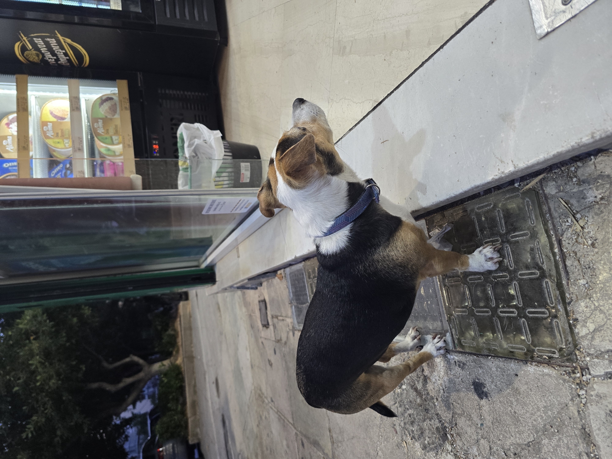 In the city of Nea Ionia, Greece, a mixed-breed dog with black, tan, and white fur stands on a sidewalk next to a glass-fronted vending machine. The dog is wearing a blue collar and is looking to the right. The vending machine contains various food items, including what appear to be ice cream containers. To the left of the dog, a metal grate is visible on the sidewalk. The background shows a street with trees and a parked car, suggesting an urban environment. The lighting indicates it is likely dusk or nighttime, with artificial lights illuminating the scene.