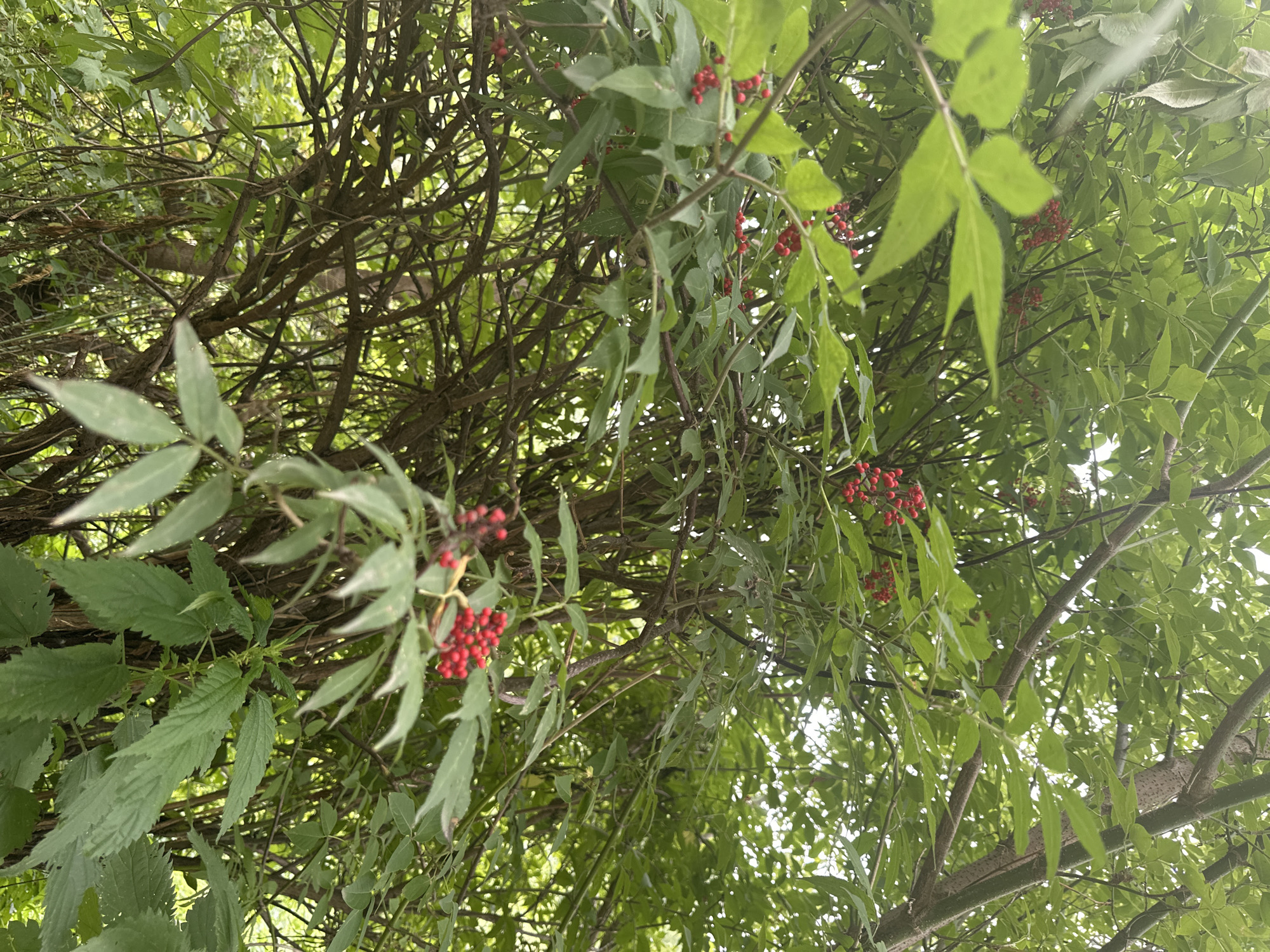 The image shows a dense cluster of green foliage with numerous small red berries. The branches are woody and tangled, creating a sense of an overgrown natural environment. The lighting is dappled, suggesting it might be outdoors under a canopy of leaves. There are no people or animals visible in the image. The focus is on the plant life, specifically the contrast between the green leaves and the bright red berries. The background is also filled with more green leaves and branches, indicating a heavily vegetated area. The scene is set in an outdoor natural environment, likely a garden, forest, or wild area within the city of Danilovka (Altai Krai), Russia.