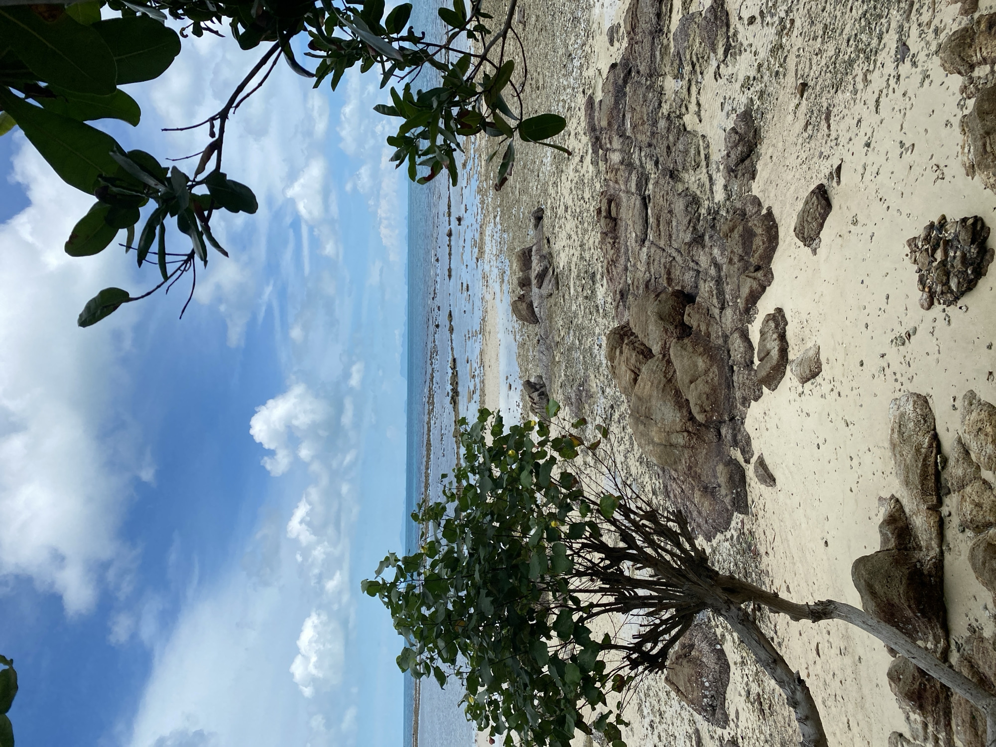 The image depicts a beach scene in Tambon Ko Phangan, Thailand. The foreground is dominated by sand and rocks, with a small, bare-branched tree leaning to the left. Several large, rough-textured rocks are scattered across the sandy beach. In the midground, the sand gives way to shallow water with submerged rocks and ripples. The horizon is marked by the ocean, with a hazy outline of distant landforms visible. The sky above is a bright blue, interspersed with fluffy white clouds. Branches of a leafy tree frame the top right and left corners of the image, obscuring parts of the sky and horizon. The overall impression is of a natural, somewhat wild coastal environment under a partly cloudy sky.