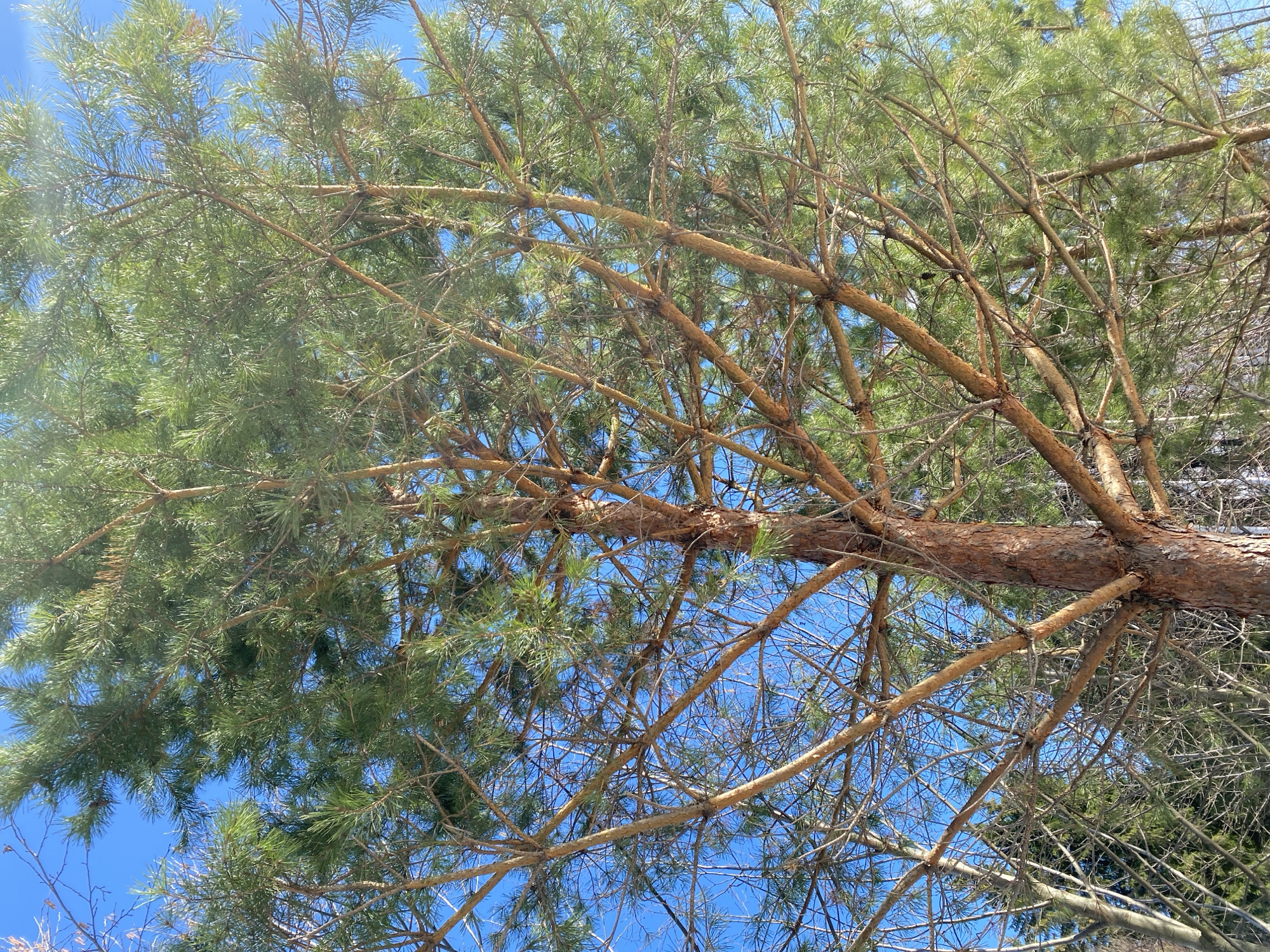 The image depicts a pine tree viewed from below, with its branches and needles silhouetted against a bright blue sky. The trunk is reddish-brown, and numerous branches extend outward, some covered in dense green needles. The branches vary in thickness, from large limbs to slender twigs. The background is clear blue, suggesting a sunny day. The scene does not contain any discernible indication that it is located in the city of Ural'skoe, Russia. The image contains no visible people, subjects, objects, actions, or interactions that warrant any further description. The environment is a tree against a clear sky.