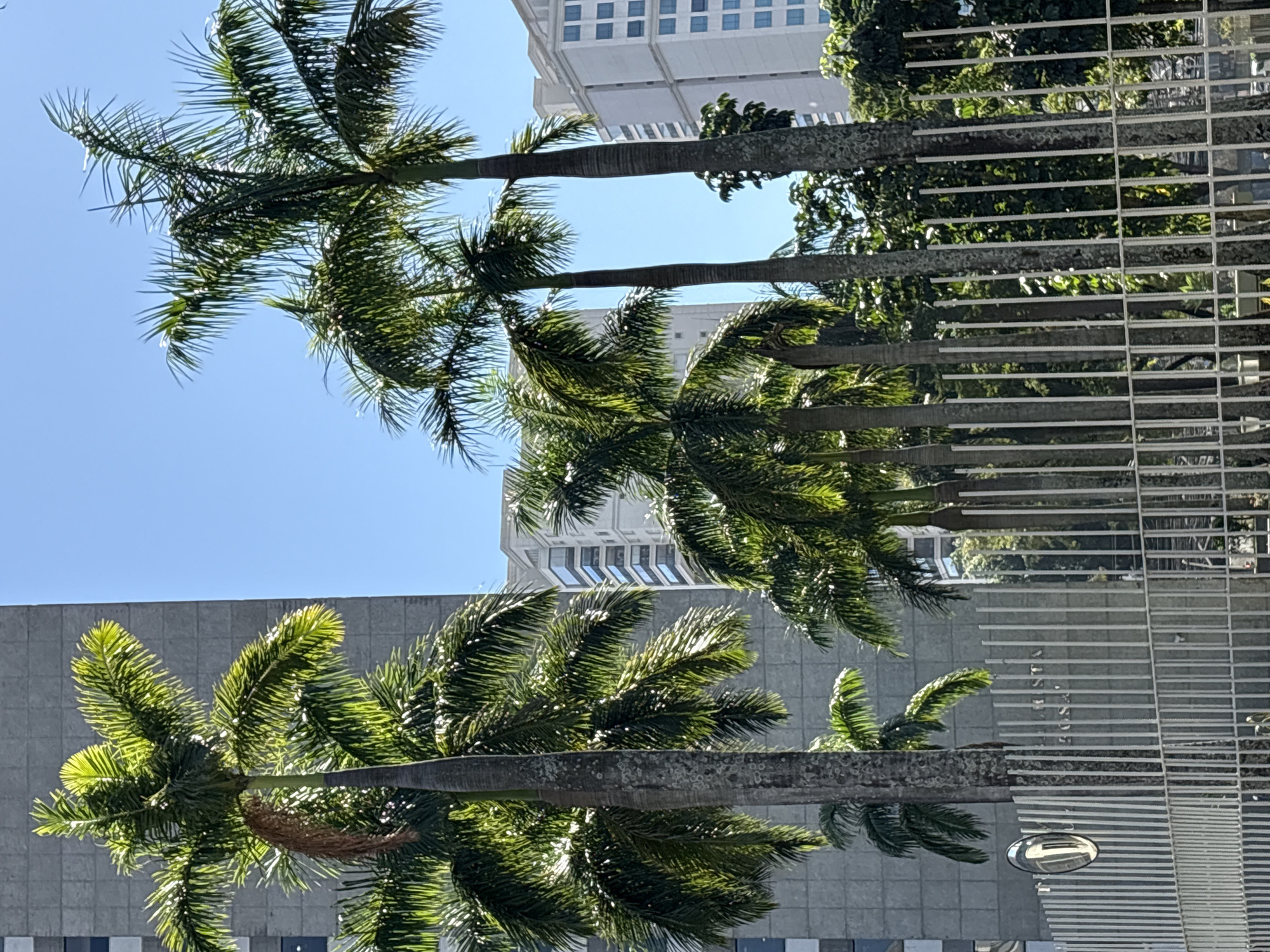 This is a medium-angle, eye-level shot of a row of palm trees in front of buildings in São Paulo, Brazil, likely on Paulista Avenue given the presence of the reflective dome mirror on the white fence. The bright daylight illuminates the scene, creating a strong contrast between the green of the palm fronds and the blue of the sky. The closest palm tree on the left is a mature specimen with lush green fronds and a textured trunk. Behind it, other palm trees vary in height and density, creating a layered effect.
The background features two modern buildings. The building on the left is a grey, multi-story structure with a grid-like facade. To its right, a lighter-colored, multi-story building with blue-tinted windows is visible. In the lower portion of the image, a white metal fence runs horizontally, partially obscuring the lower trunks of the palm trees and the base of the buildings. A distinctive circular, reflective dome mirror is mounted on the fence to the left of the center. Beyond the fence and the palm trees, a dense collection of green foliage can be seen, hinting at a landscaped area or park. The sky is a clear, vibrant blue, devoid of clouds. No people are visible in the frame. The overall impression is one of an urban oasis, where nature and modern architecture coexist.