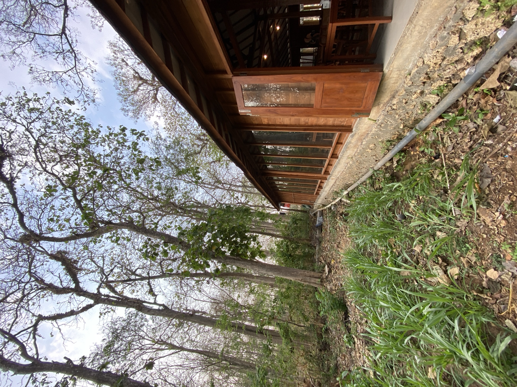 This is a medium-angle, eye-level shot of a wooden building with a pitched roof, situated in a forest clearing. The building's exterior is clad in warm-toned wood, with a long row of glass-paned windows that reflect the surrounding trees. A wooden door is propped open, revealing the interior which features wooden tables and chairs, and overhead lighting. In the foreground, a patch of green grass grows in neat rows, bordered by a concrete foundation and a dark gray pipe. The ground around the building is covered in dry leaves and dirt. Beyond the building, a dense forest with tall, bare trees dominates the background. The sky above is a pale blue with scattered clouds. The scene suggests an outdoor dining or seating area at a forest retreat.