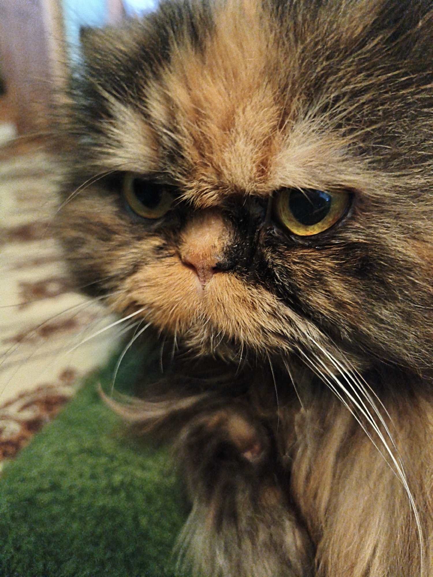 A close-up, eye-level shot focuses on the face of a long-haired Persian cat, likely indoors. The cat has large, piercing yellow eyes with dark pupils, and a short, flat nose. Its fur is a mix of brown, black, and tan, with long white whiskers fanning out from its muzzle. The background is blurred, showing hints of a patterned rug and a patch of green, possibly a blanket or carpet. The lighting appears to be natural, casting subtle shadows on the cat's face. No people are present in the frame, and the environment suggests a domestic setting.