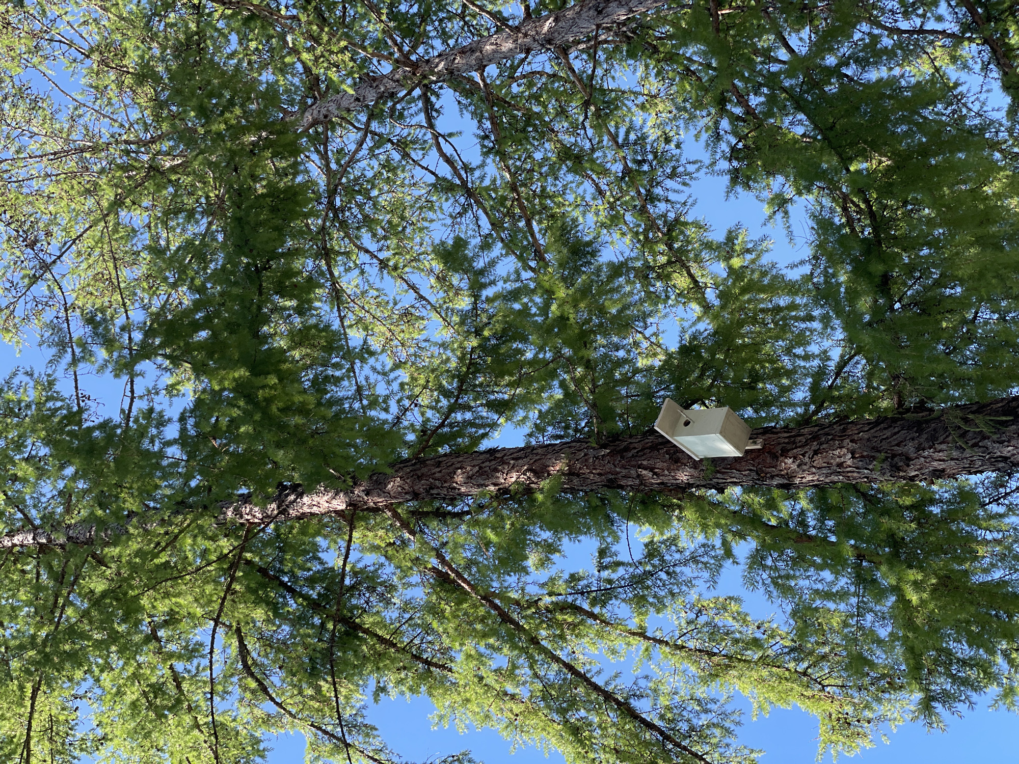 The image captures an upward view into the canopy of a large tree against a clear, bright blue sky. The perspective is from directly below, looking through the dense foliage towards the heavens.
The tree appears to be a coniferous species, possibly a larch, given the numerous clusters of light green, needle-like leaves and the rough, textured bark visible on the thick branches. Small, dark cones are intermittently scattered among the needles. The branches crisscross the frame, creating a natural lattice pattern with patches of vivid blue sky showing through. Sunlight illuminates the leaves, casting some areas into shadow and highlighting the vibrant green.
A prominent object in the upper right quadrant of the image is a light-colored, rectangular wooden box or birdhouse. It is firmly attached to a thick, horizontal tree branch. The box has an open top or front, creating an angled opening that suggests it could be a shelter or feeder for small birds or other creatures. Its simple design and placement indicate it was deliberately affixed to the tree.
The scene suggests a warm, sunny day, likely during late spring or summer, given the lush green foliage and clear skies. There are no people visible, nor any explicit activities taking place, though the birdhouse implies potential wildlife presence. No discernible text is present in the image. The setting is an outdoor, natural environment, with the provided context placing it in Zheleznogorsk, Russia.