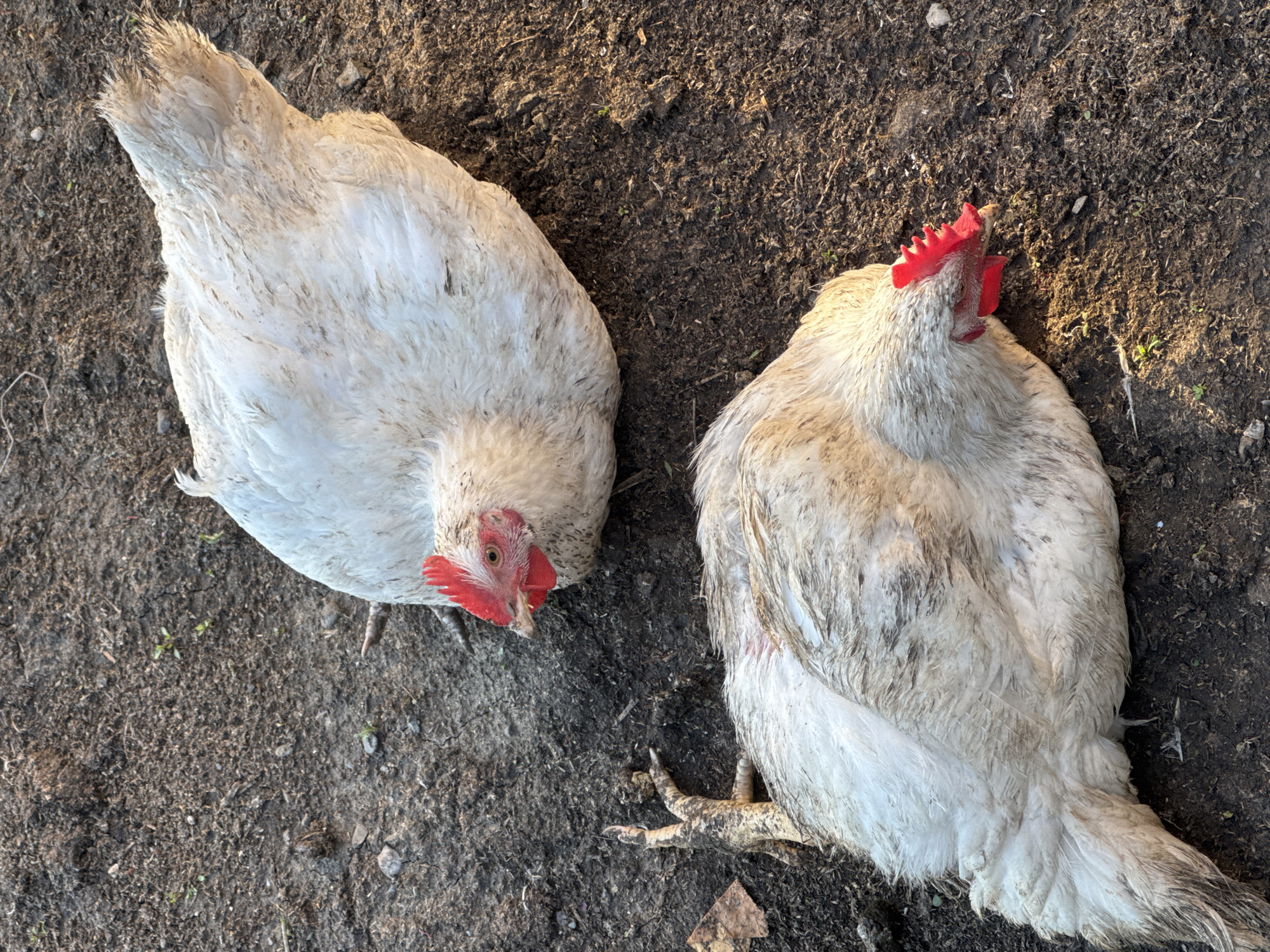 Two white chickens are lying on the ground in Starokhalilovo, Russia. The ground is composed of dark, dry soil with some scattered pebbles and small green sprouts. One chicken is positioned in the upper right quadrant of the image, facing left with its head down. Its comb and wattles are bright red, and its feathers are white with some brown mottling. The second chicken is in the lower left quadrant, facing right with its head down. A chicken leg is visible in the foreground, lying to the left of the second chicken. The lighting suggests it is either early morning or late afternoon, with sunlight casting shadows on the ground.