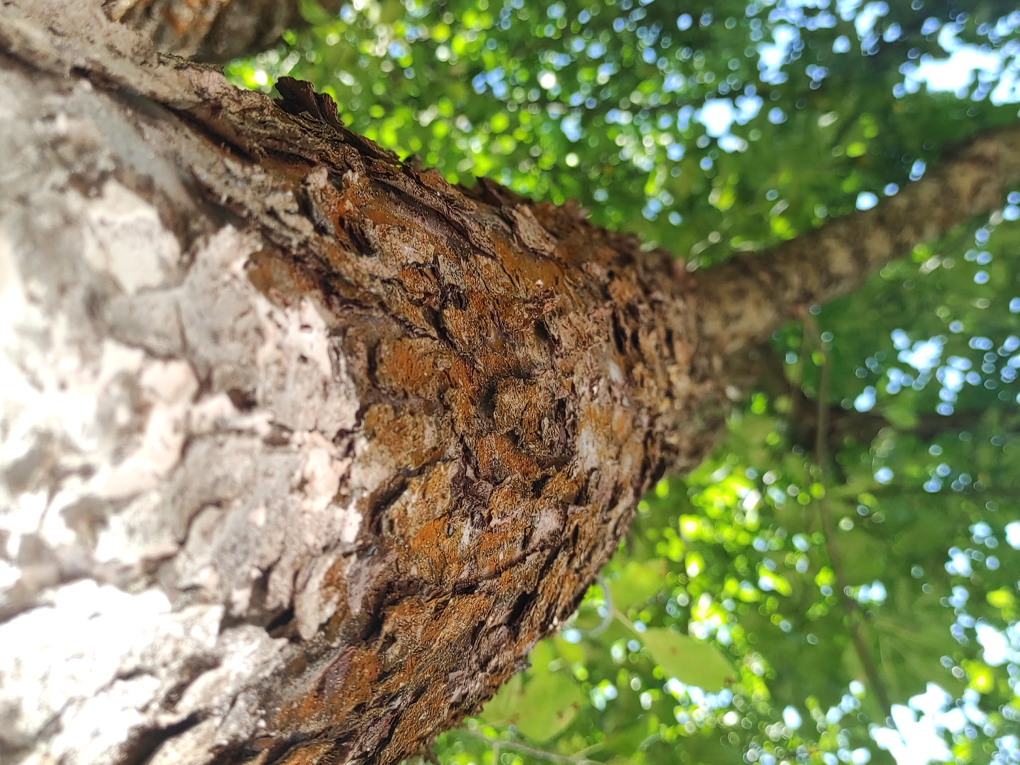 A close-up, low-angle shot focuses on the textured bark of a tree trunk, which is prominently featured in the foreground. The bark displays a rough, segmented pattern with variations in color, ranging from light gray and white on the upper portion to shades of brown and orange on the lower portion. The tree trunk extends upwards and out of frame, with a lighter, smoother section visible at the very top, possibly indicating the upper part of the trunk or a larger branch.
In the background, a bokeh effect creates a soft, out-of-focus blur of green foliage and dappled light, suggesting a natural outdoor environment. The green hues of the leaves are varied, with some brighter spots indicating sunlight filtering through. The overall impression is of looking up into a canopy of leaves from the base of a tree. There are no people, animals, or man-made objects visible in the frame. The setting appears to be a park or a natural area within a city, given the context of "Unknown, Unknown" as the location.