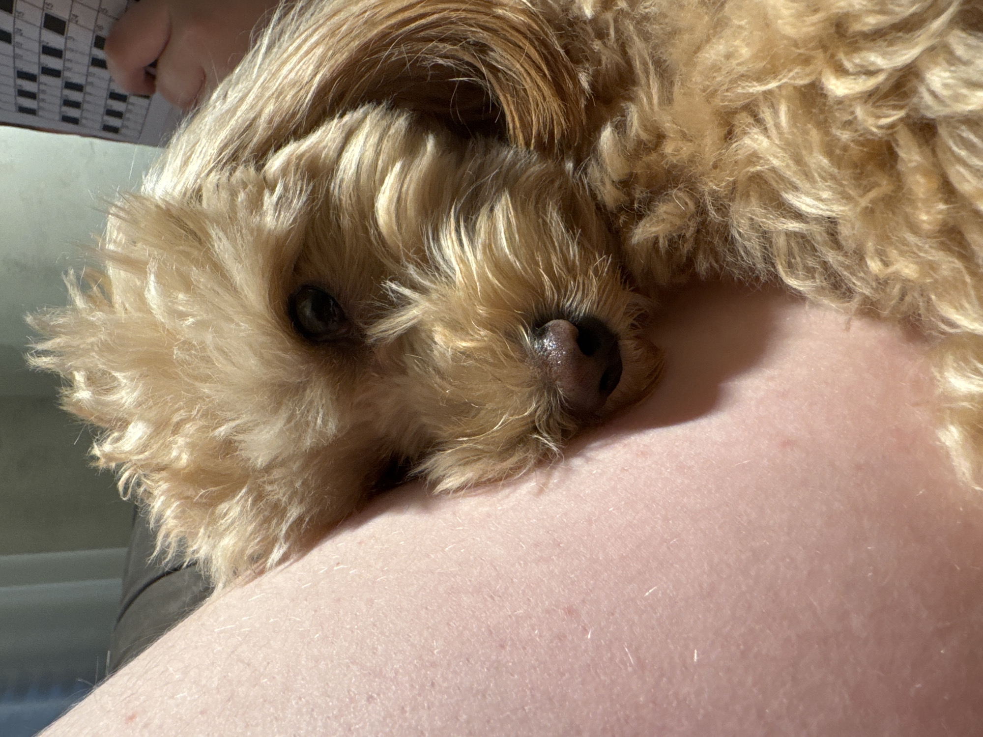 The image captures a close-up, indoor scene of a light brown poodle mix dog resting its head against a person's thigh. The dog's face is visible, with one eye partially closed, and its fur appears fluffy and slightly tousled. The human leg, with visible pores and faint hairs, takes up the left side of the frame. In the upper right corner, a partially completed crossword puzzle is discernible, with a hand holding a pen, suggesting a moment of relaxation. The lighting indicates it is daytime, possibly near a window. The setting is likely a domestic environment within Бараўлянскі сельскі Савет, Belarus.