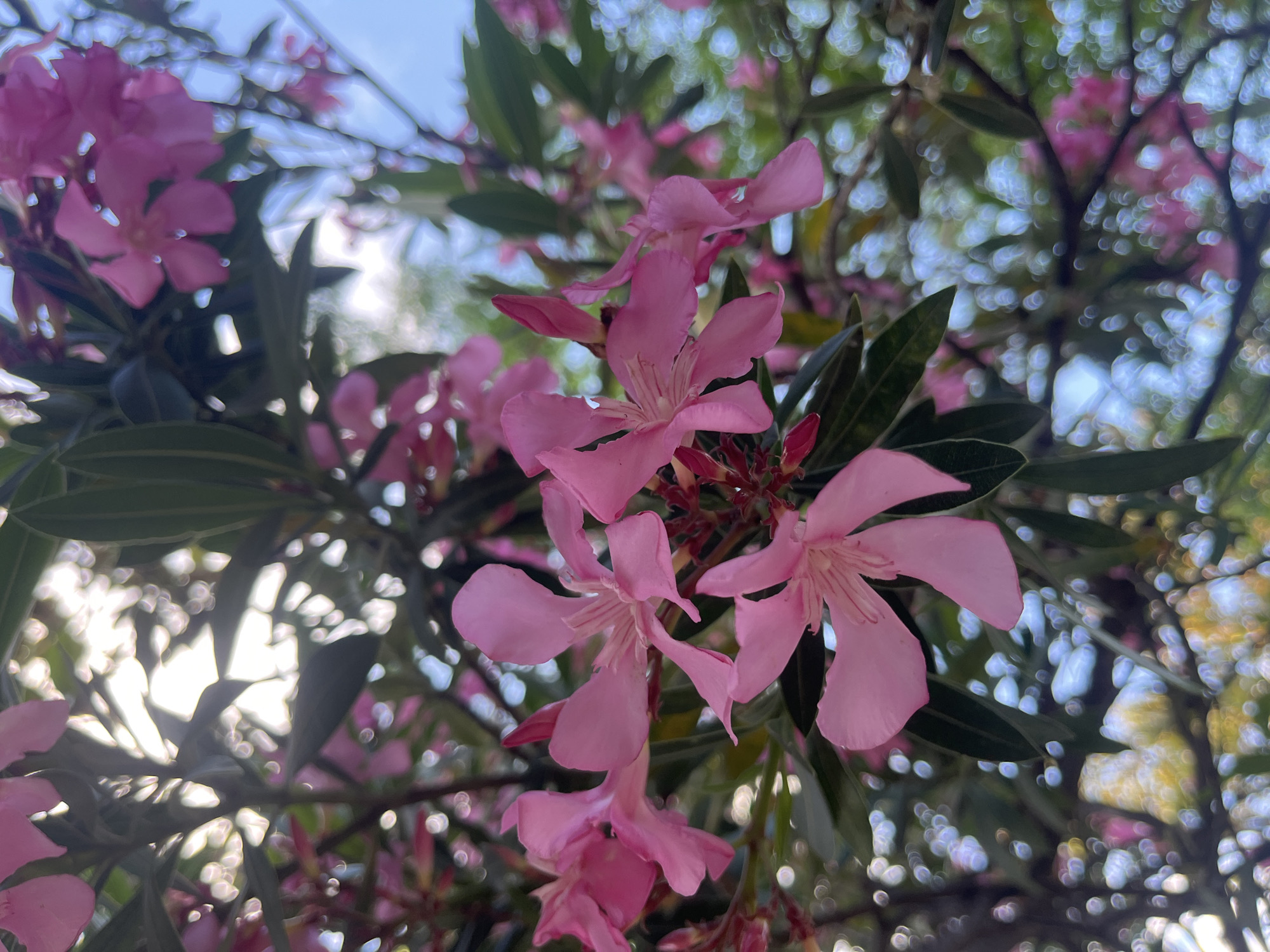 A close-up, upward-angled shot captures vibrant pink flowers and dark green leaves, set against a brightly blurred background. The primary subjects are a cluster of five-petaled pink flowers, likely Oleander, prominently displayed in the foreground. Their petals have a soft, delicate texture, with visible veining and stamens in their centers. Some smaller pink flower buds are also visible among the larger blooms.
The flowers are surrounded by elongated, dark green leaves, typical of the plant species, which provide a rich contrast to the pink petals. The background is heavily out of focus, characterized by numerous circular bokeh lights. These bright, shimmering circles suggest sunlight filtering through distant foliage and branches, creating a dreamy, ethereal effect. Patches of clear blue sky are discernible through the blurred leaves, indicating an outdoor, daytime setting with bright, natural light. The light appears to be somewhat diffused or coming from above, highlighting the flowers while creating soft shadows on some leaves. No specific activity or event is taking place; the image is a static portrayal of flora. No visible text is present in the image.