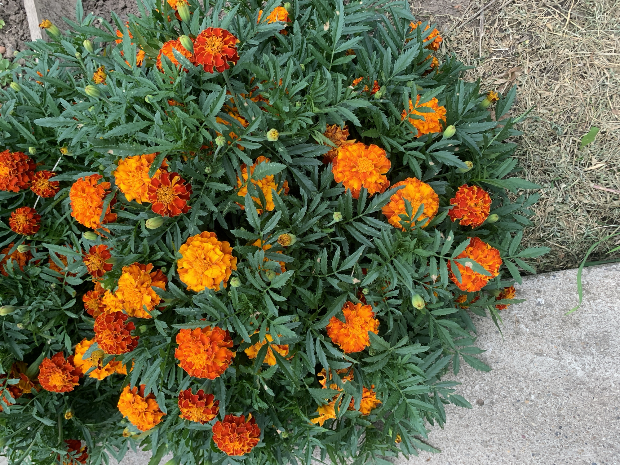 This is a medium-angle, eye-level, vertical, full shot of a dense cluster of marigold flowers in bloom. The flowers are primarily orange and red, with some buds present. They are surrounded by dark green, serrated foliage. The flowers are in focus and take up the majority of the frame. In the lower left, a concrete surface is visible, likely a sidewalk or patio. The ground to the right of the flowers is covered with dry grass and dirt. There are no people or animals in the image. The scene appears to be outdoors in a garden or yard setting. The location of Званка, Russia is not discernible from the image itself.