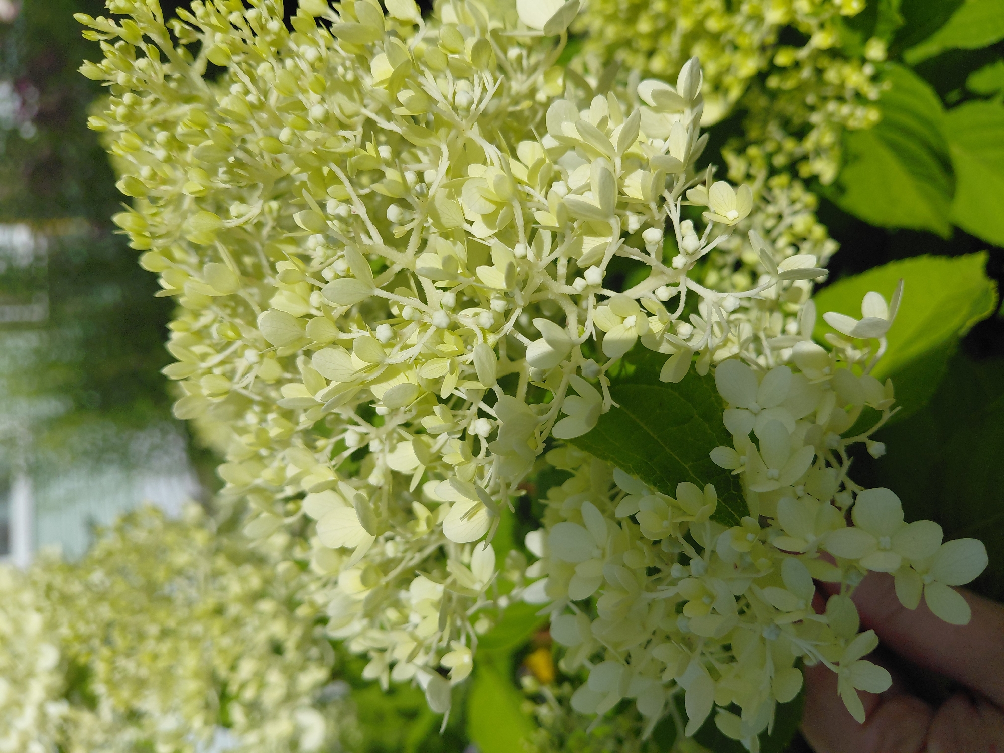 A close-up, sunlit image shows a cluster of light green hydrangeas in Malinovka, Russia. The hydrangeas are densely packed, with individual florets appearing as small, delicate petals. Some of the florets are fully open, revealing a pale yellow center, while others are still in bud. The overall color palette is dominated by shades of green and pale yellow, with the sunlight casting highlights and shadows on the blooms. In the background, a blurred house and greenery suggest an outdoor setting. A human hand, partially visible on the left, is reaching out towards the flowers, implying interaction with the natural environment.