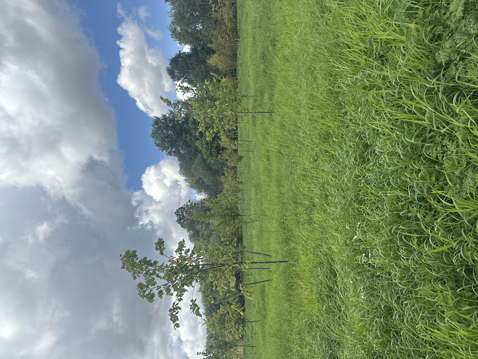 The image depicts a lush, green meadow with numerous young trees planted in rows. The trees are of varying sizes and appear to be recently planted, with some still supported by stakes. The grass is tall and thick, with some wildflowers interspersed. In the background, a dense line of mature trees forms a natural border. The sky above is a mixture of blue and grey clouds, suggesting a partly cloudy day. The overall impression is one of a park or a newly developing green space. The scene is devoid of any people or animals. The location is identified as Minsk, Belarus.