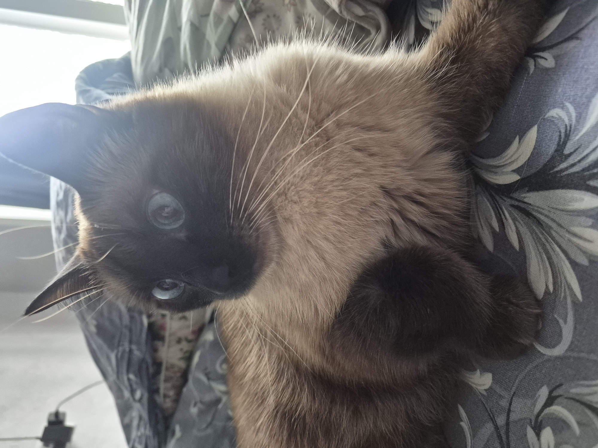 A Siamese-type cat with light brown fur and dark brown points on its face, ears, and paws is depicted in a close-up, slightly rotated shot. The cat has piercing blue eyes, which reflect a bright light source, likely a window, suggesting it is daytime. Its head is tilted, giving it a curious or relaxed expression as it looks directly towards the viewer. Prominent white whiskers extend from its dark facial mask. The cat is nestled against or being held in a soft, grey-blue fabric adorned with a subtle floral or leafy pattern. Bright natural light illuminates the scene from the upper left, causing a noticeable lens flare. No text is visible in the image.