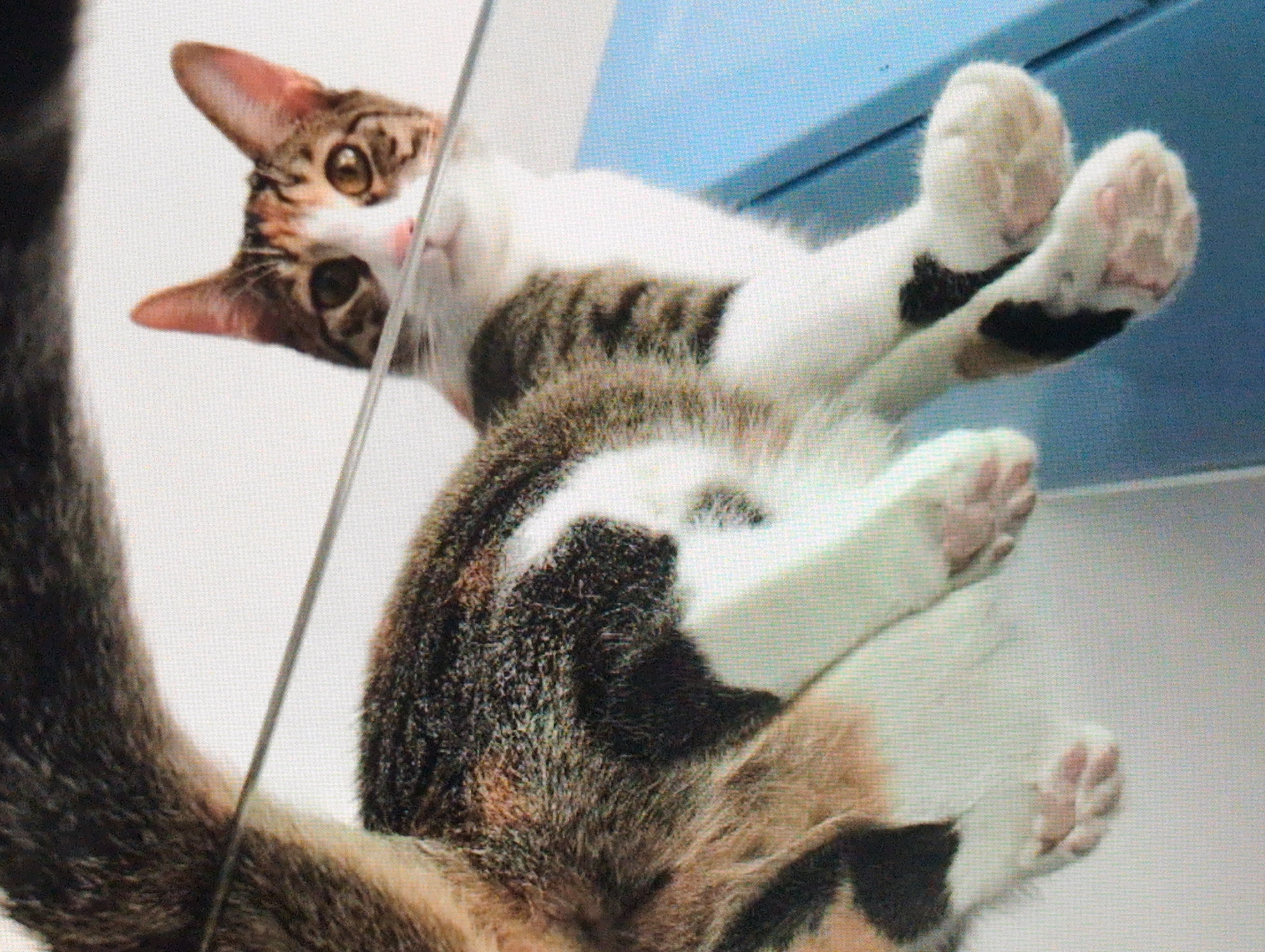 A cat, primarily white with brown and black tabby markings, is positioned on a glass surface and looking up at the camera. The cat's paws are visible through the glass, showing the pink toe pads. Part of the body and tail of a second cat, calico in coloration, is visible below the glass, also seemingly lying on a surface beneath the first cat. The background behind the glass surface is light blue and appears to be a wall. The location of this image in Izhevsk, Russia cannot be verified from the provided visual information.