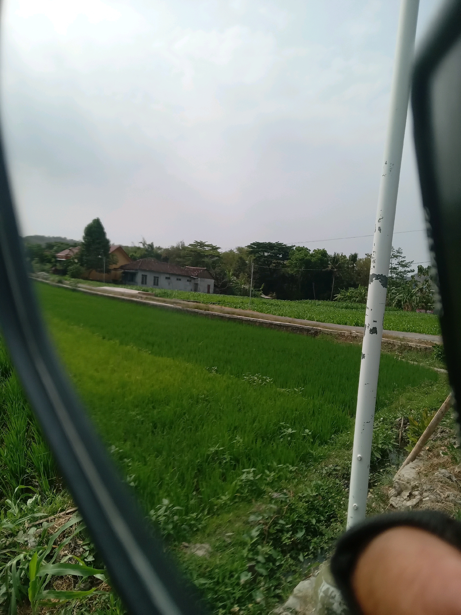 The image depicts a rural landscape in Srimulyo, Indonesia, characterized by vibrant green rice paddies stretching across the foreground. Beyond the fields, a few houses with red-tiled roofs are nestled amongst lush vegetation and trees. A paved road runs parallel to the rice fields, separating them from the houses. A white pole, likely part of a fence or structure, stands prominently in the right side of the frame, with some peeling paint visible. The sky is overcast, suggesting a cloudy day. The perspective suggests the photo was taken from a slightly elevated position, possibly from a vehicle or a vantage point overlooking the fields. The overall scene conveys a sense of tranquility and agricultural life in a Southeast Asian setting.