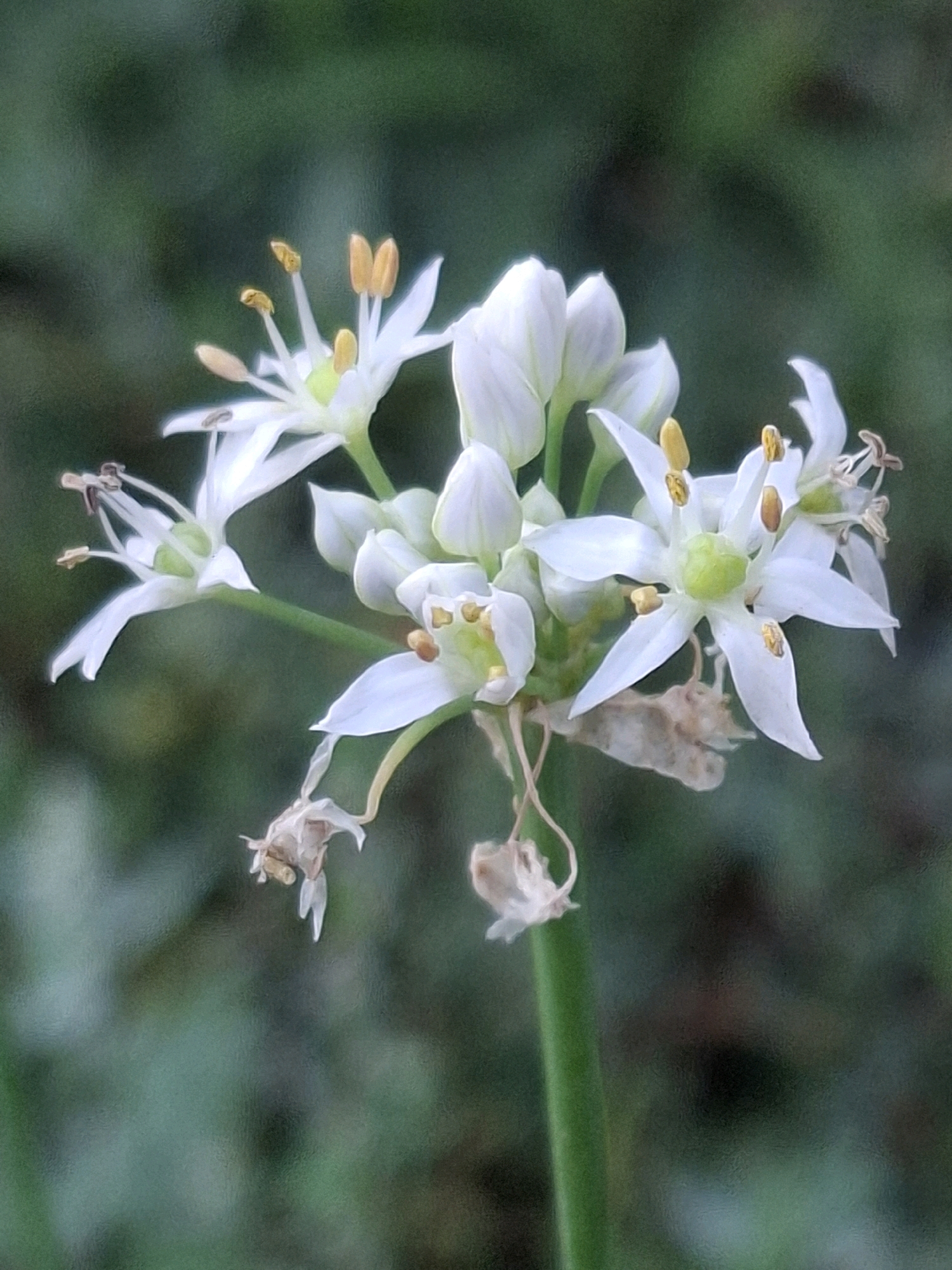 A close-up, vertical, eye-level shot captures a cluster of white Allium flowers against a blurred green background. The flowers, some fully bloomed and others in bud, display delicate white petals with yellow stamens. The image is slightly grainy and exhibits a shallow depth of field, with the foreground flowers in sharp focus and the background softly diffused. The scene appears to be in a natural or garden setting, possibly Almaty, Kazakhstan. No people or specific urban features are visible.