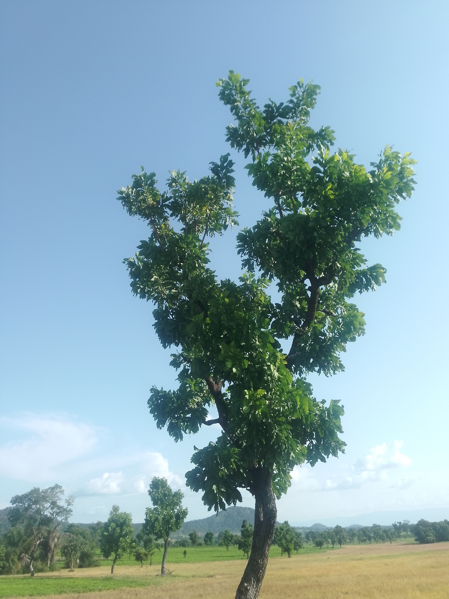 This is a medium shot, eye-level, outdoor, full-color photograph of a landscape scene in Serti, Nigeria. The dominant subject is a large, leafy green tree in the foreground, positioned slightly to the right of center, its trunk thick and textured. The tree extends from the bottom of the frame upwards, with its branches and foliage filling the upper right quadrant of the image. The sky is a clear, pale blue with a few wispy white clouds scattered across the horizon. In the middle ground, a rolling landscape unfolds, characterized by fields of dry, golden-brown grass and scattered green trees of varying sizes, some appearing more sparse and shrub-like, others taller and fuller. A line of trees runs along the horizon, some appearing as dark silhouettes against the sky. Further in the background, low, hazy hills or mountains are visible, their shapes softened by distance. The overall impression is one of a rural, natural environment under a bright, clear sky. There are no people visible in the image.