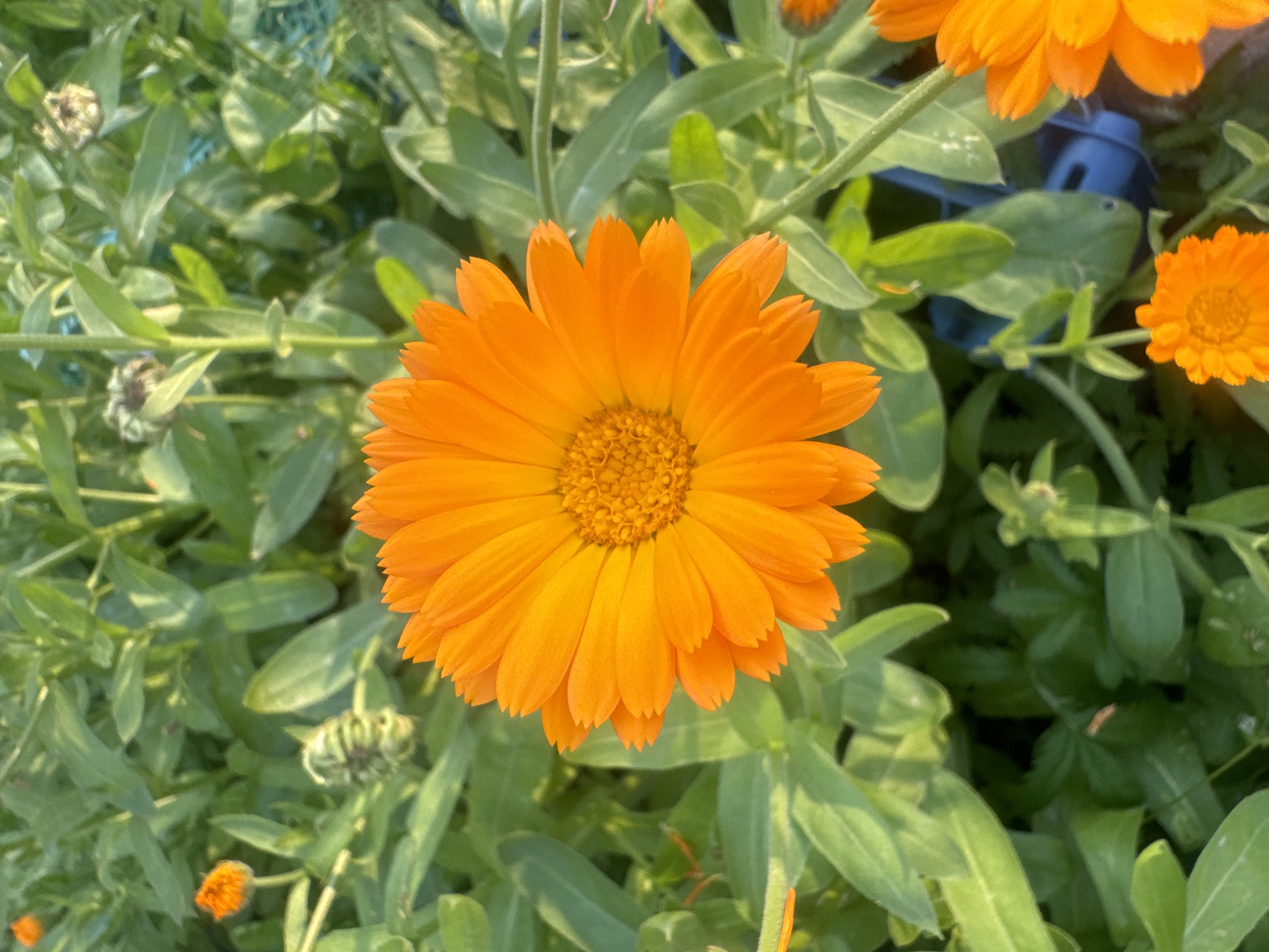 The image depicts a close-up view of an orange calendula flower, centrally positioned against a backdrop of lush green foliage. Several other calendula flowers, some in bloom and some as buds, are visible throughout the scene. The lighting suggests an outdoor environment, likely a garden, with the sun casting shadows and highlighting the textures of the petals and leaves. The general setting appears to be a natural or cultivated green space, possibly a park or a backyard.