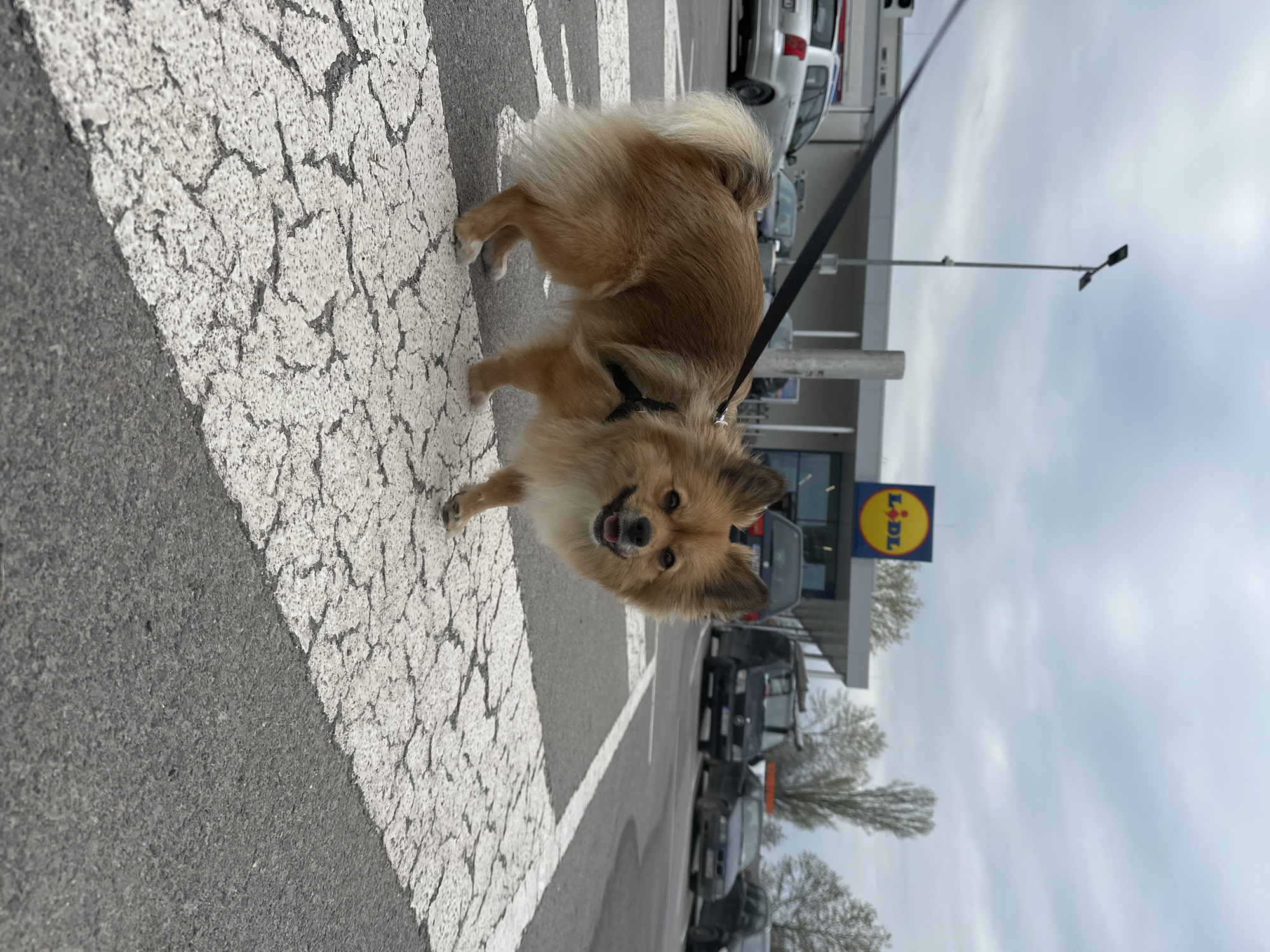 A medium-sized, brown and tan Pomeranian dog stands on a crosswalk outside a Lidl supermarket. The crosswalk has cracked white stripes. Several cars are parked in the Lidl parking lot behind the dog. A black leash is attached to the dog's harness. The sky is overcast. The location is likely Plovdiv, Bulgaria, based on the Lidl sign.