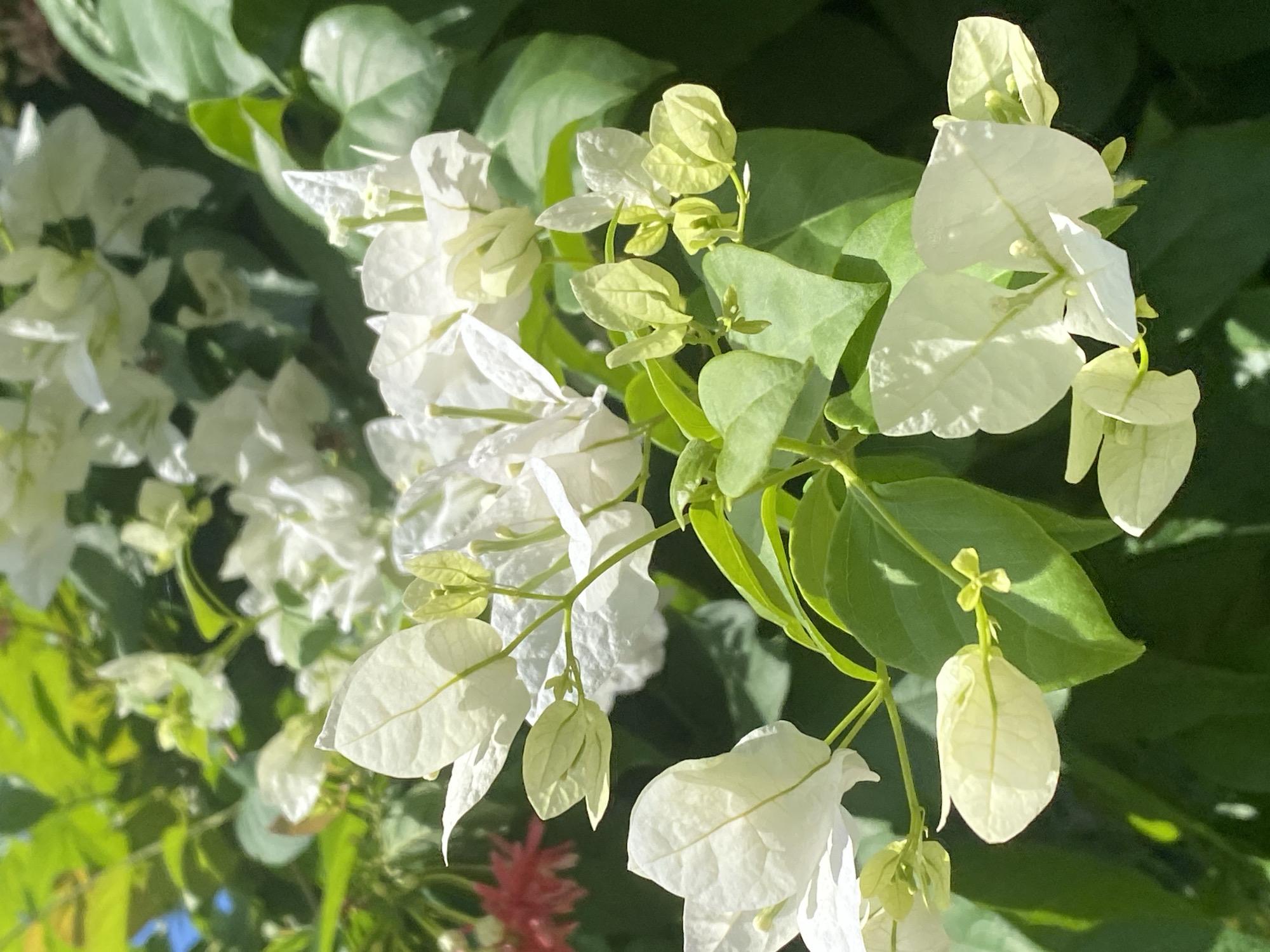 A close-up shot captures a cluster of white bougainvillea flowers and green leaves bathed in bright sunlight. The bougainvillea bracts are delicate and papery, with some showing a pale yellow hue. In the upper left corner, a small section of bright pink flowers is visible. The background is filled with lush green foliage, creating a vibrant natural setting. The image does not depict any people or specific urban elements, making it impossible to determine its exact location within Mũi Né, Vietnam, beyond the general context of a flowering plant in a natural environment.
