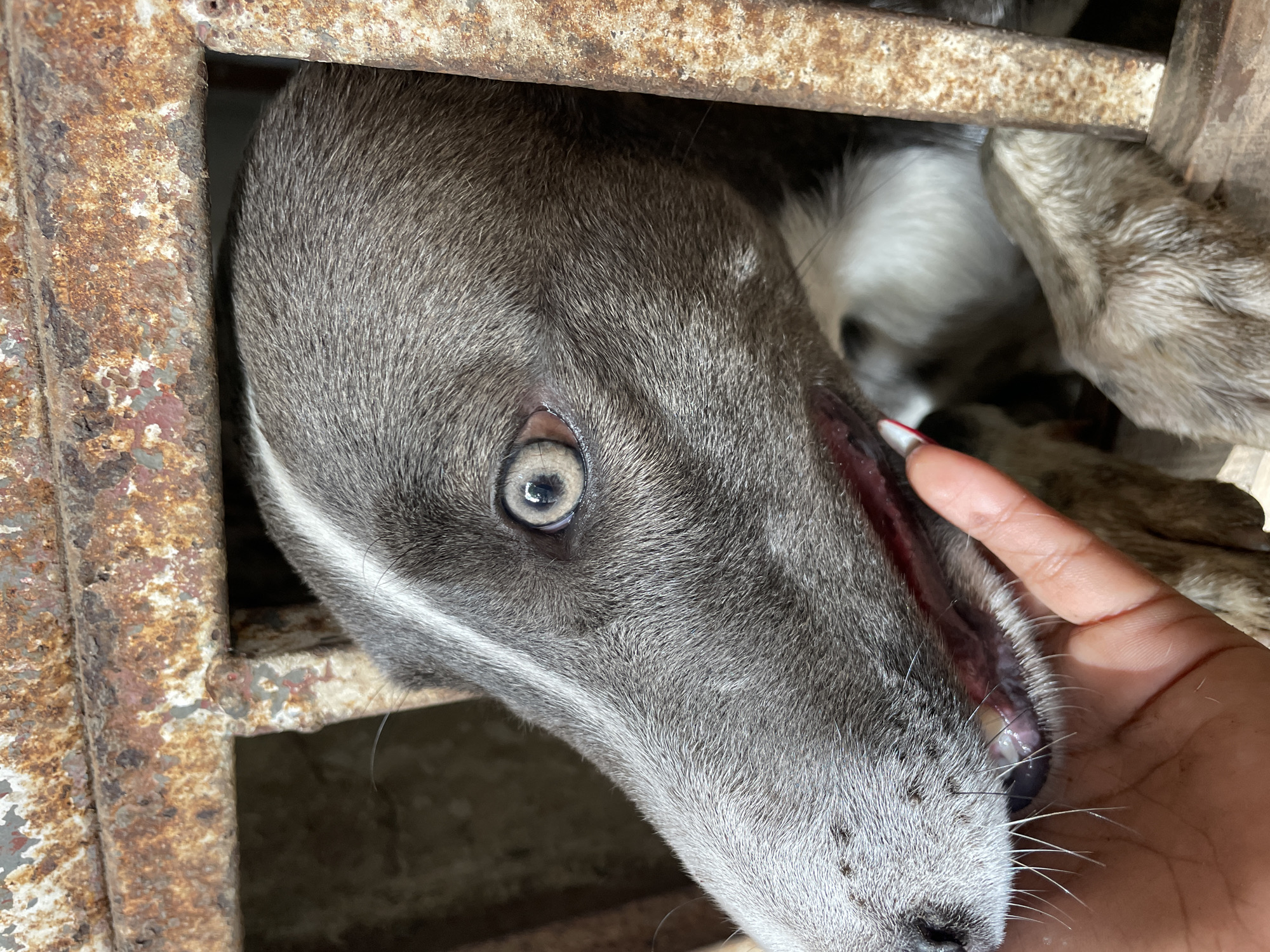A close-up shot depicts a grey dog with one visible, light-colored eye, appearing to be partially trapped in a rusty metal structure. A hand with painted nails is near the dog's head. The setting seems to be indoors, but the precise location remains unidentified.