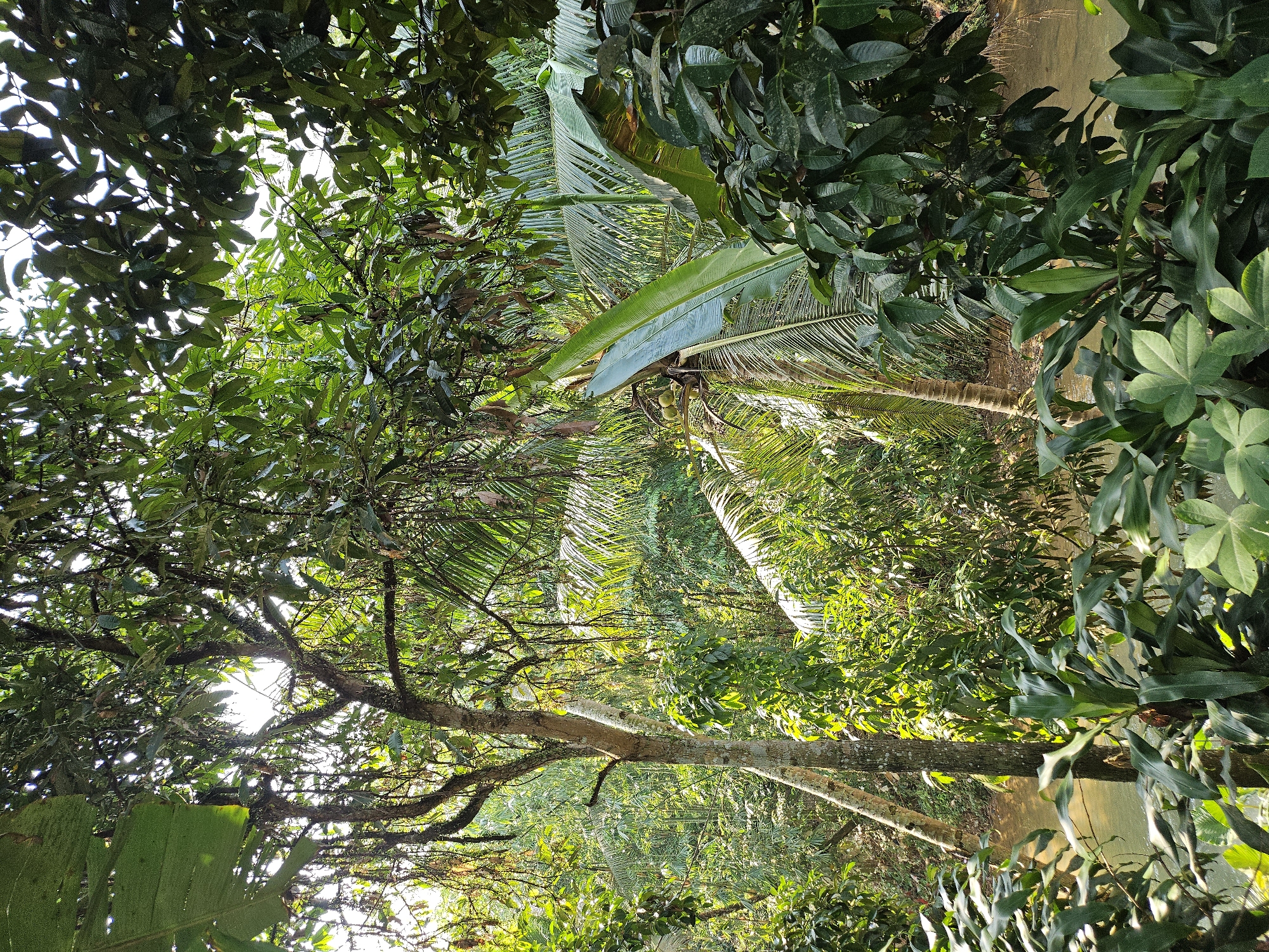 The image depicts a lush tropical scene in Jasinga, Indonesia, characterized by dense foliage. Dominating the frame are various trees, including coconut palms and broadleaf species. A prominent, light-colored tree trunk stretches across the lower portion of the image, with branches extending into the foliage. The vegetation is dense and green, with varying textures and shades. The image is shot from a low angle, looking upwards, and is rotated, making it appear as if the trees are leaning. Light filters through the canopy, creating dappled patterns. In the upper right, a stream can be seen. The environment is humid and verdant, indicative of a tropical climate. No people or animals are visible.