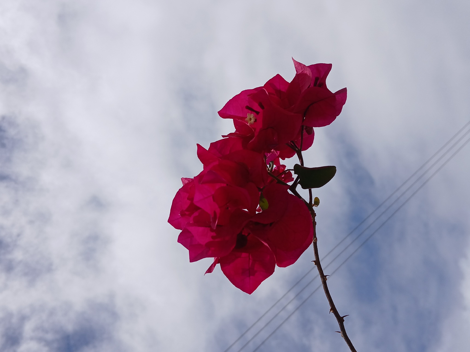 The image depicts a cluster of bright pink bougainvillea flowers in full bloom, set against a backdrop of a cloudy sky. The flowers are the main subject, exhibiting vibrant color and intricate petal structure. The stem, bearing thorns, rises from the bottom right corner. Power lines are barely visible in the background, indicating the photo was taken in a populated area. Due to the lack of specific landmarks or buildings, it is impossible to pinpoint the exact location within Ciudad Guayana, Venezuela, based solely on this image. The image seems to have been taken from a low angle, looking upward.