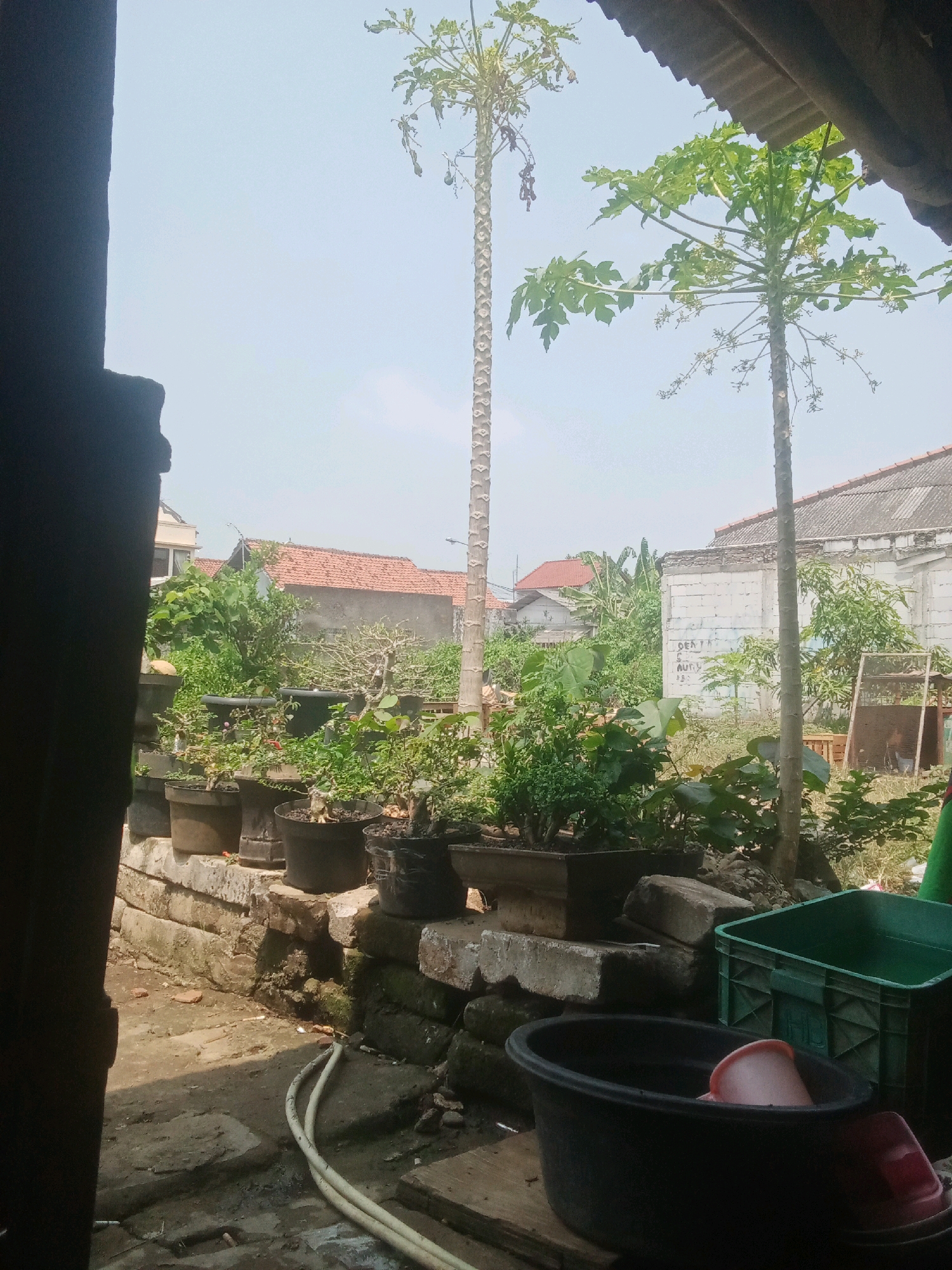 The image shows an outdoor scene, likely a backyard or garden area, with a clear sky. Two tall papaya trees are prominent, one on the left and one on the right, with lush green leaves. In the foreground, there is a row of potted plants, some appearing to be bonsai, arranged on a low brick wall. Among these are several black plastic pots of varying sizes, some containing green foliage and others appearing more sparse and woody. To the right of the pots, a green plastic crate is visible, filled with water. In front of the crate, a large black plastic tub holds water and a pink plastic basin. A white hose snakes across the ground in the lower left portion of the frame. In the background, there are houses with red tile roofs and some buildings constructed with white bricks. The overall impression is of a residential area in Karawang, Indonesia, with a focus on potted plants and the natural elements of the papaya trees.