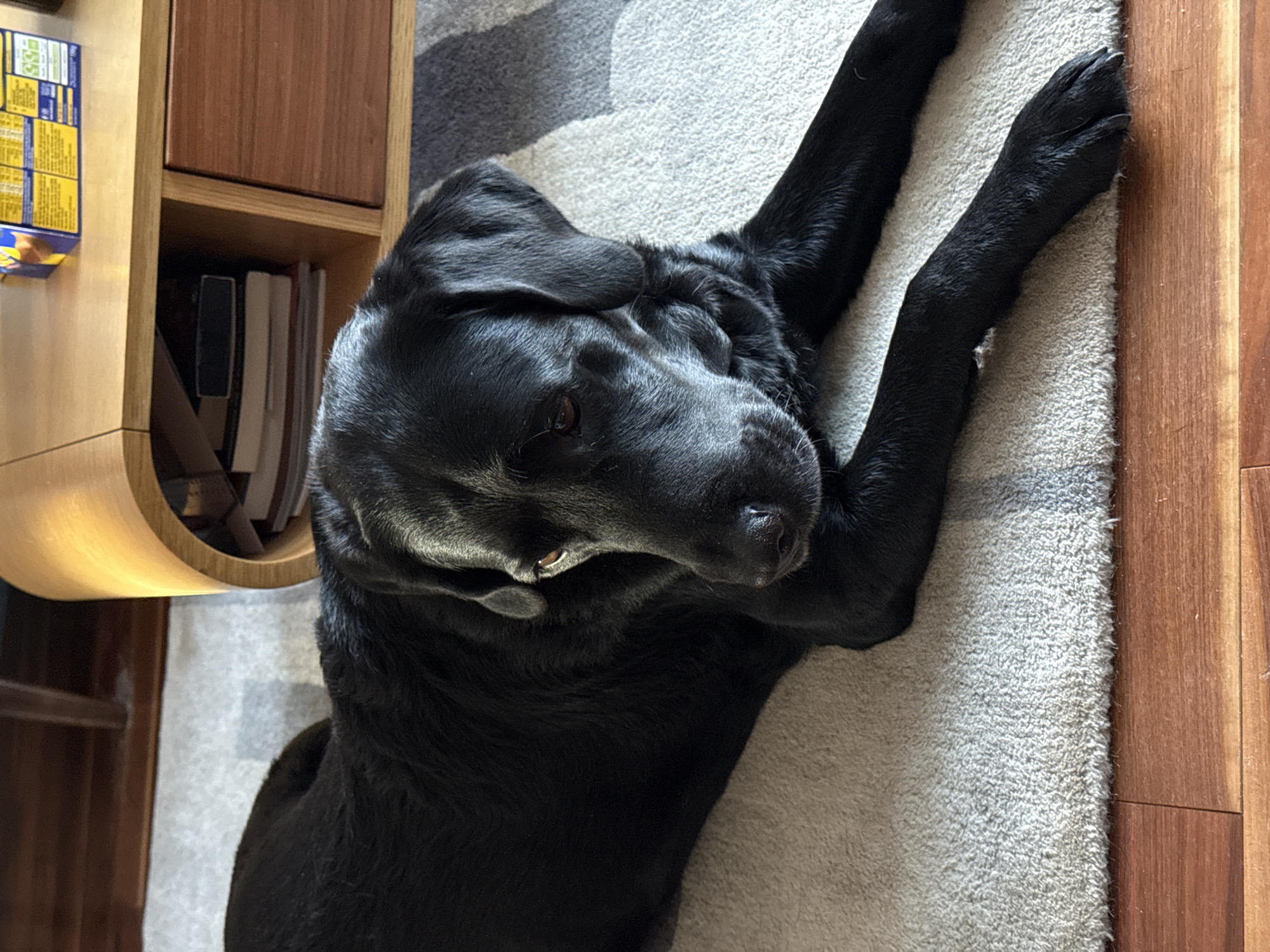 A black Labrador Retriever is lying on a gray and white rug near a light brown wooden floor and a light brown wooden cabinet. The location cannot be ascertained, as there is no information about the specific location in East Suffolk, United Kingdom.