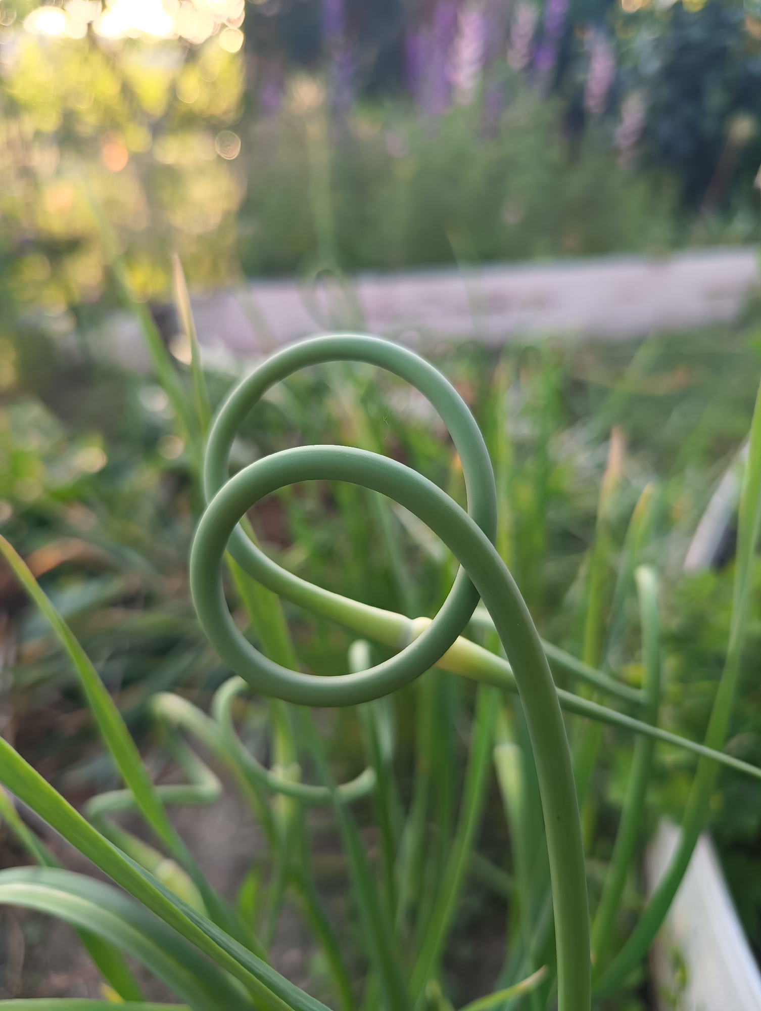 The image features a close-up of a vibrant green, curly plant stem, likely a garlic scape, prominently positioned in the foreground. The stem forms an elegant, intertwined double spiral, with its smooth, round surface sharply in focus.
The background consists of heavily blurred green foliage, suggesting an outdoor garden or natural setting. Warm, golden and yellow bokeh lights are visible in the upper left portion of the background, indicating either late afternoon sunlight (sunset) or early morning light (sunrise). Some faint purple hues are also present in the blurred background, possibly from other plants or distant light.
There is no discernible activity taking place; the image is a static capture of the plant. No people are visible. A small white object, possibly part of a planter or container, can be vaguely seen in the lower right background. The overall impression is one of natural beauty and tranquility, with a shallow depth of field drawing attention to the unique form of the plant. There is no visible text in the image.