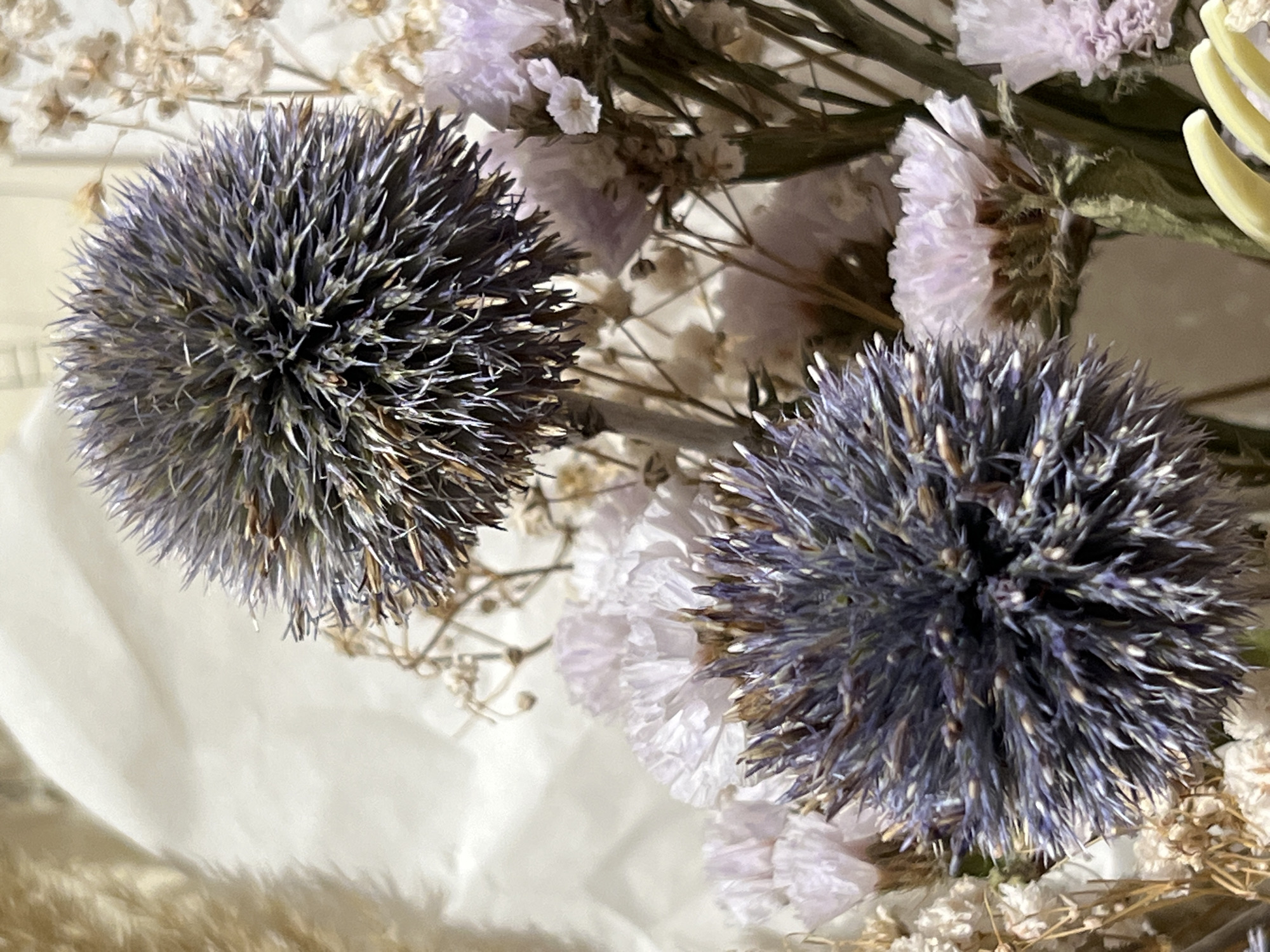 The image presents a close-up view of a bouquet of dried flowers. Two prominent thistle-like spherical blooms, exhibiting a muted blue-gray hue, dominate the foreground. These blooms feature numerous spiky projections emerging from their surfaces. The background consists of a mix of smaller, delicate dried flowers in shades of white and light purple, creating a soft and textured backdrop. The overall impression is one of muted colors and intricate textures. The lighting appears soft and diffused, enhancing the subtle color variations and textural details of the dried arrangement. There are no signs indicating that this is located in the city of Palilula Urban Municipality, Serbia.