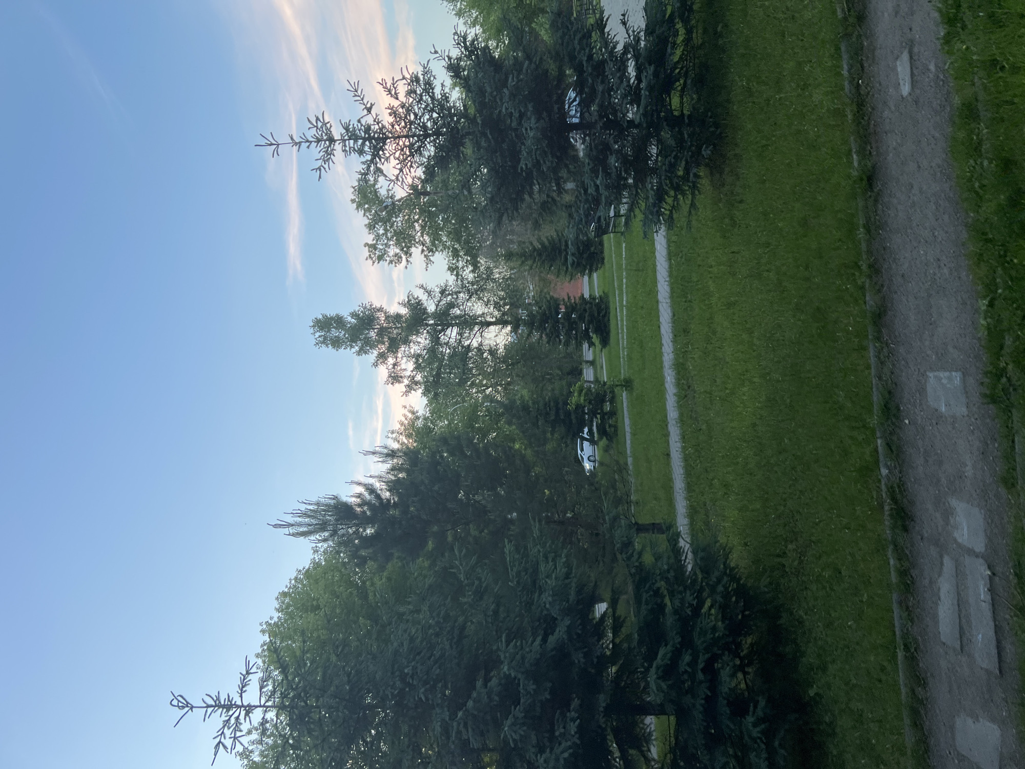 The image depicts a tranquil outdoor scene, likely in a park or residential area, featuring several coniferous trees of varying sizes. The foreground is occupied by a paved pathway and a lush green lawn. In the background, more trees and a white car are visible. The sky above is a soft blue with hints of pink clouds, suggesting it might be late afternoon or early evening. Without specific landmarks, it is impossible to pinpoint the exact location within Irkutsk, Russia.
