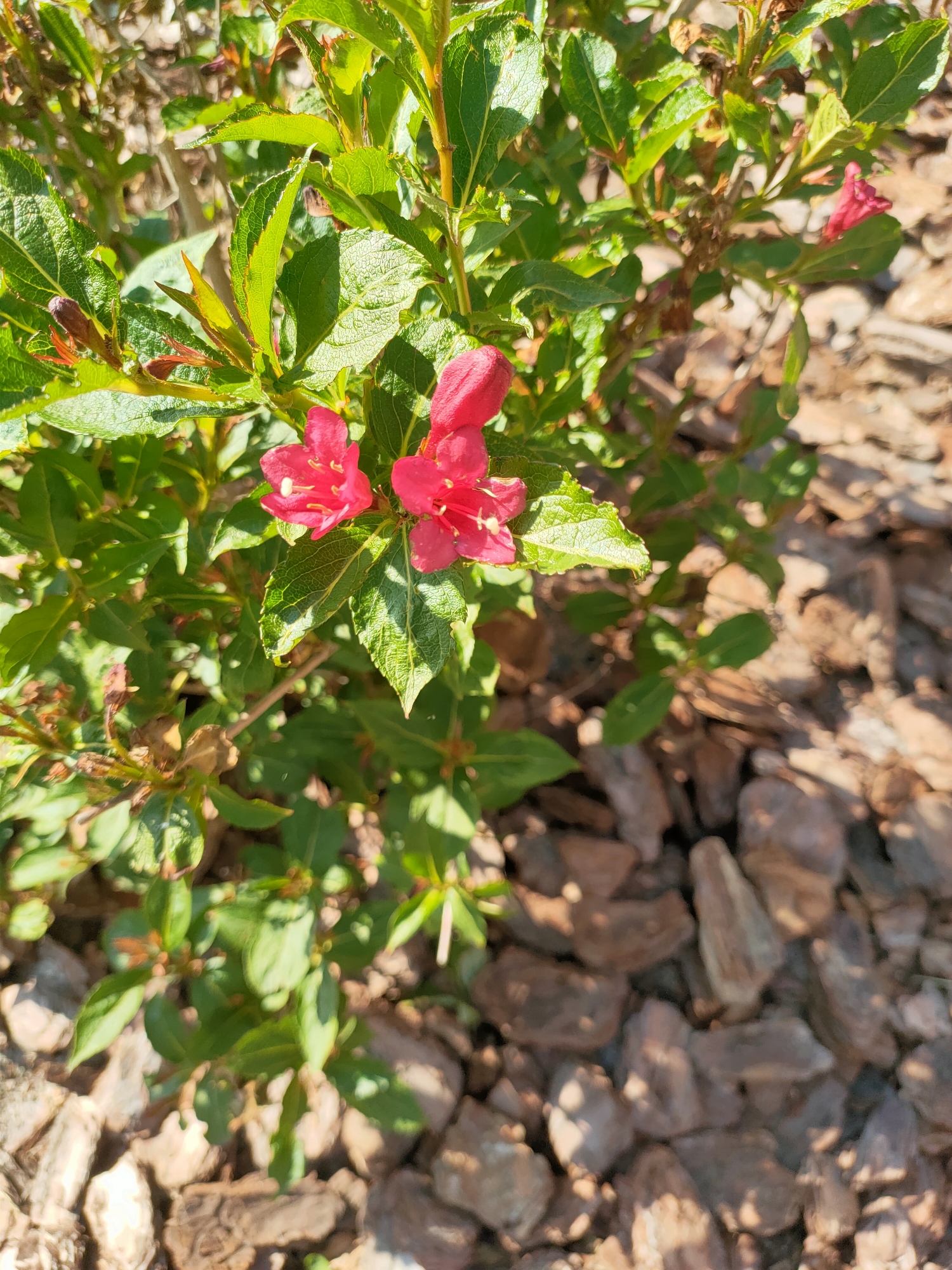 The image shows a close-up view of a plant with vibrant pink flowers. The plant has lush green leaves and is surrounded by brown mulch. The lighting suggests it is daytime, with shadows cast on the ground. The scene appears to be an outdoor environment, possibly a garden or park. There are no people or animals visible in the image. The flowers are trumpet-shaped and clustered together. The background is a blur of green foliage and brown mulch. The image is taken from a slightly elevated angle, looking down at the plant.