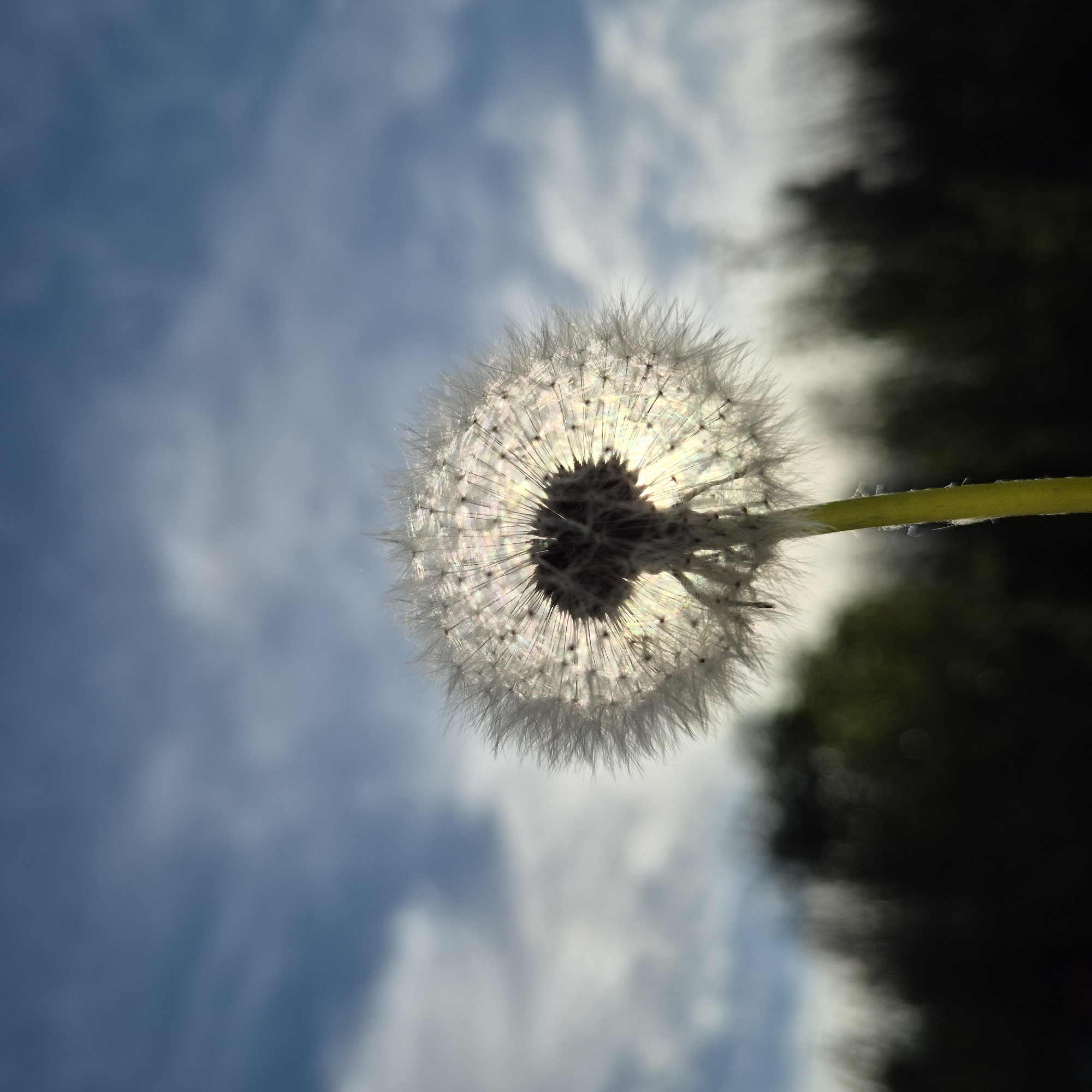 The media file displays a single dandelion seed head, or blowball, brightly illuminated from behind, creating a striking backlit effect. The delicate white parachutes of the dandelion appear translucent and shimmer with a subtle iridescence as sunlight passes through them. The darker, central core of the seed head is clearly visible in silhouette. A vibrant green stem extends from the right side of the dandelion, anchoring it in the frame.
The background is composed of a soft, cloudy blue sky that fills the upper-left and central portions of the image. To the lower-right, a dark, blurred area of foliage or trees suggests an outdoor natural environment. The strong backlighting indicates a daytime setting, possibly with the sun relatively low in the sky, enhancing the glow around the dandelion. No discernible activity is taking place. There is no visible text. The location of this scene is Новостройка, Russia.