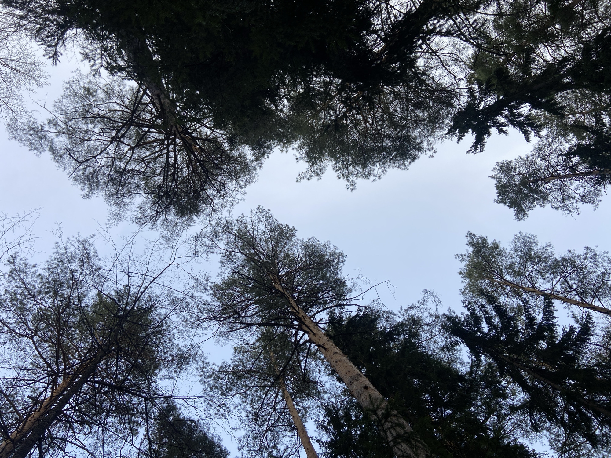 The image shows a view looking up at a forest canopy against a gray sky. Multiple trees of varying types and sizes fill the frame, with their branches and leaves creating a dense network. The location is possibly in the vicinity of Noviy, Russia.