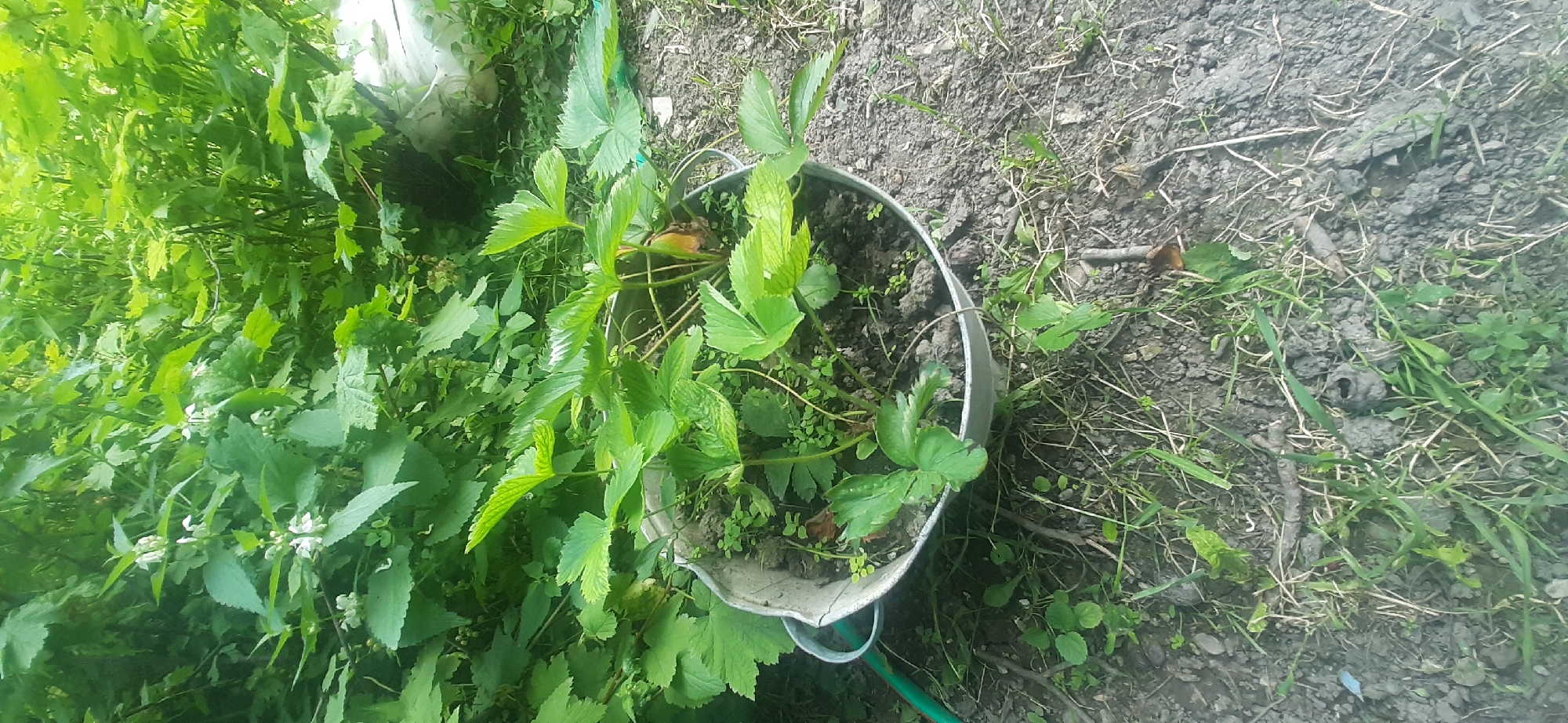 In the city of Yessentukskaya, Russia, a planting pot containing several strawberry plants sits on the ground. The pot is a metal basin with two handles, one of which is connected to a green hose. The strawberry plants are young, with multiple green leaves and some smaller weeds growing around them. The pot is situated on a patch of dark soil, which is covered with dry grass, twigs, and small stones. In the background, lush green foliage creates a dense wall of vegetation, with the leaves of various plants overlapping and creating shadows.
