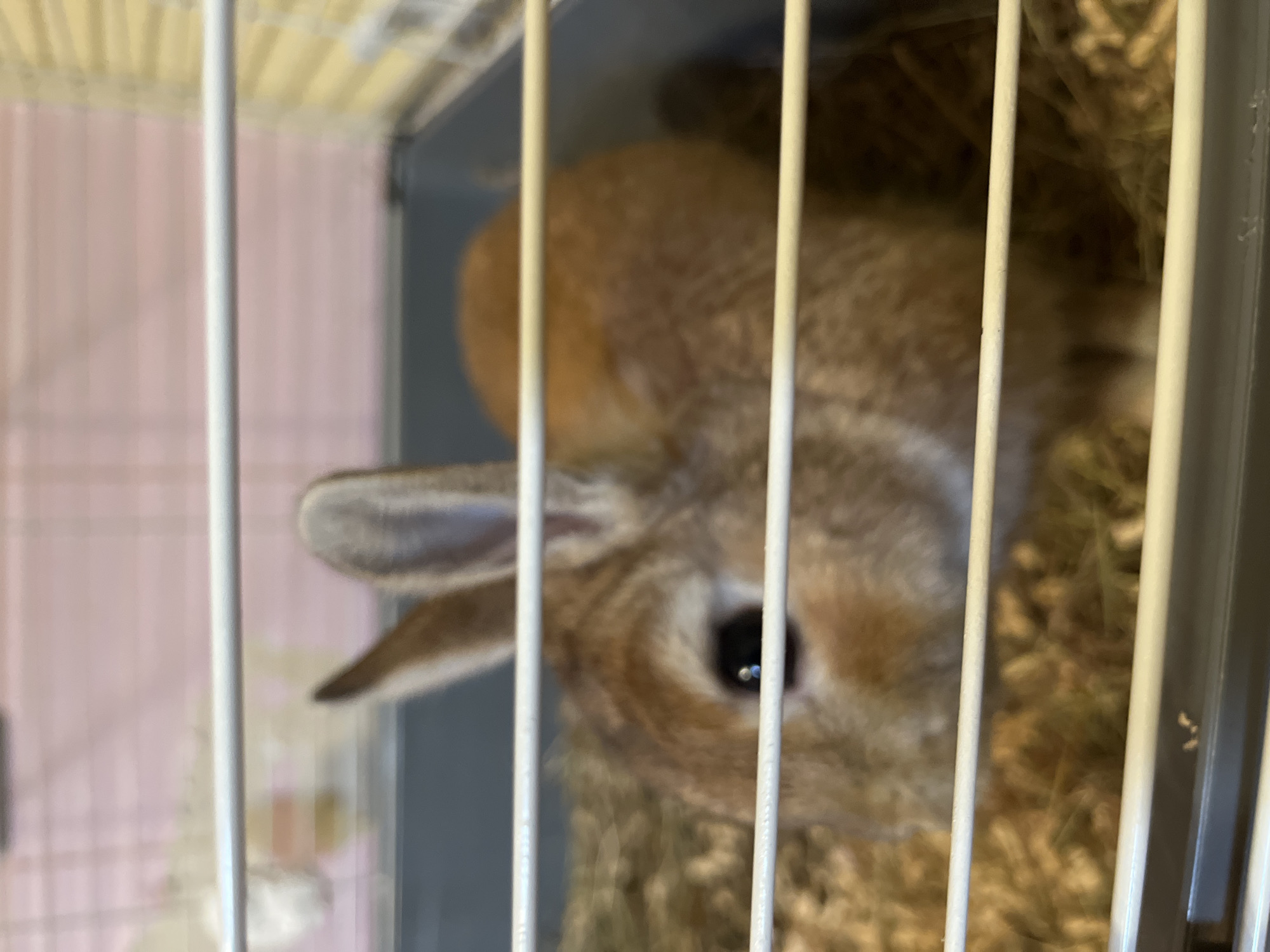 A close-up shot shows a light brown rabbit inside a white wire cage. The rabbit's head and one ear are visible, positioned between the cage bars. The background inside the cage appears to be hay or bedding. The wall behind the cage is a light pink color. The image does not provide information to determine the location of Ореховка, Russia.